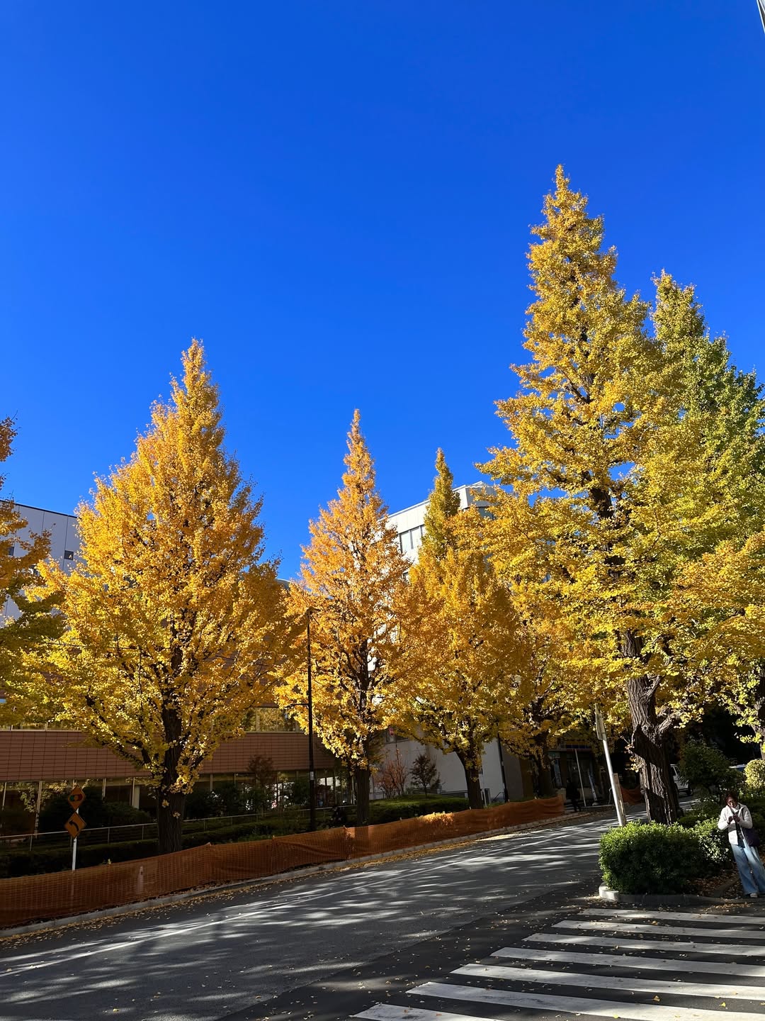 วุ้นเส้น - วิริฒิพา ภักดีประสงค์