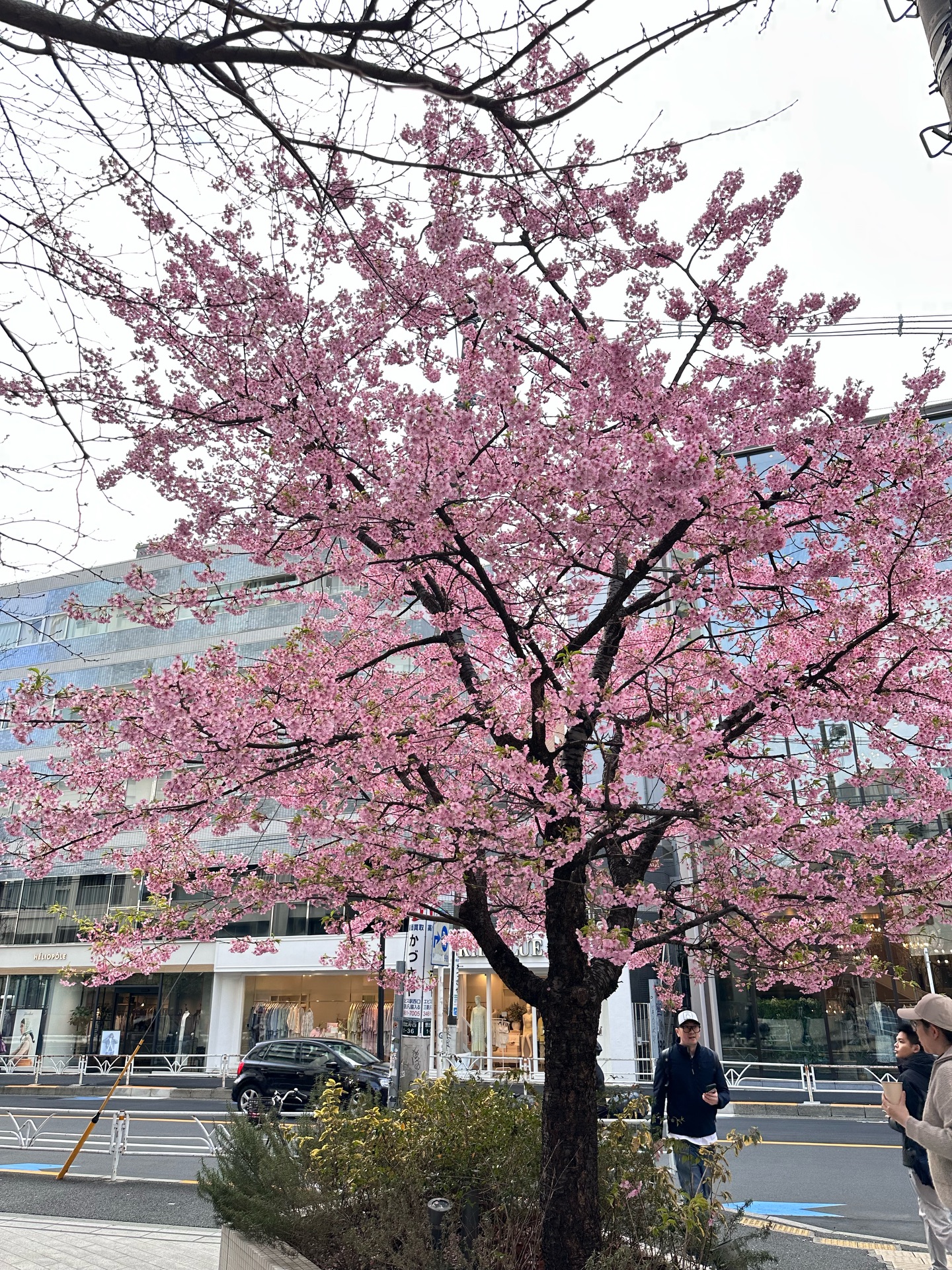 วุ้นเส้น - วิริฒิพา ภักดีประสงค์