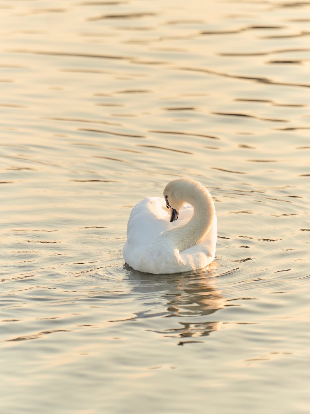 แอน ทองประสม