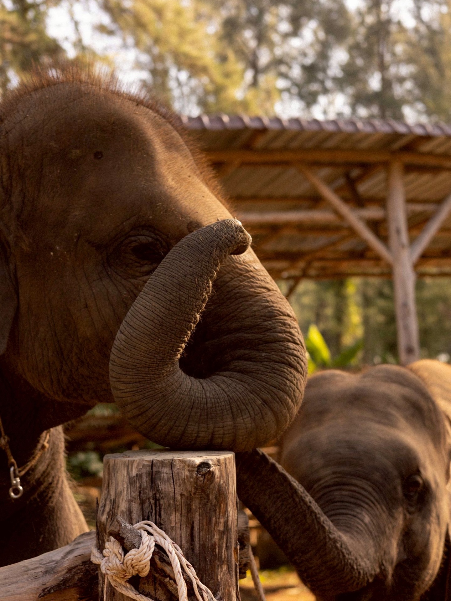 แอน ทองประสม