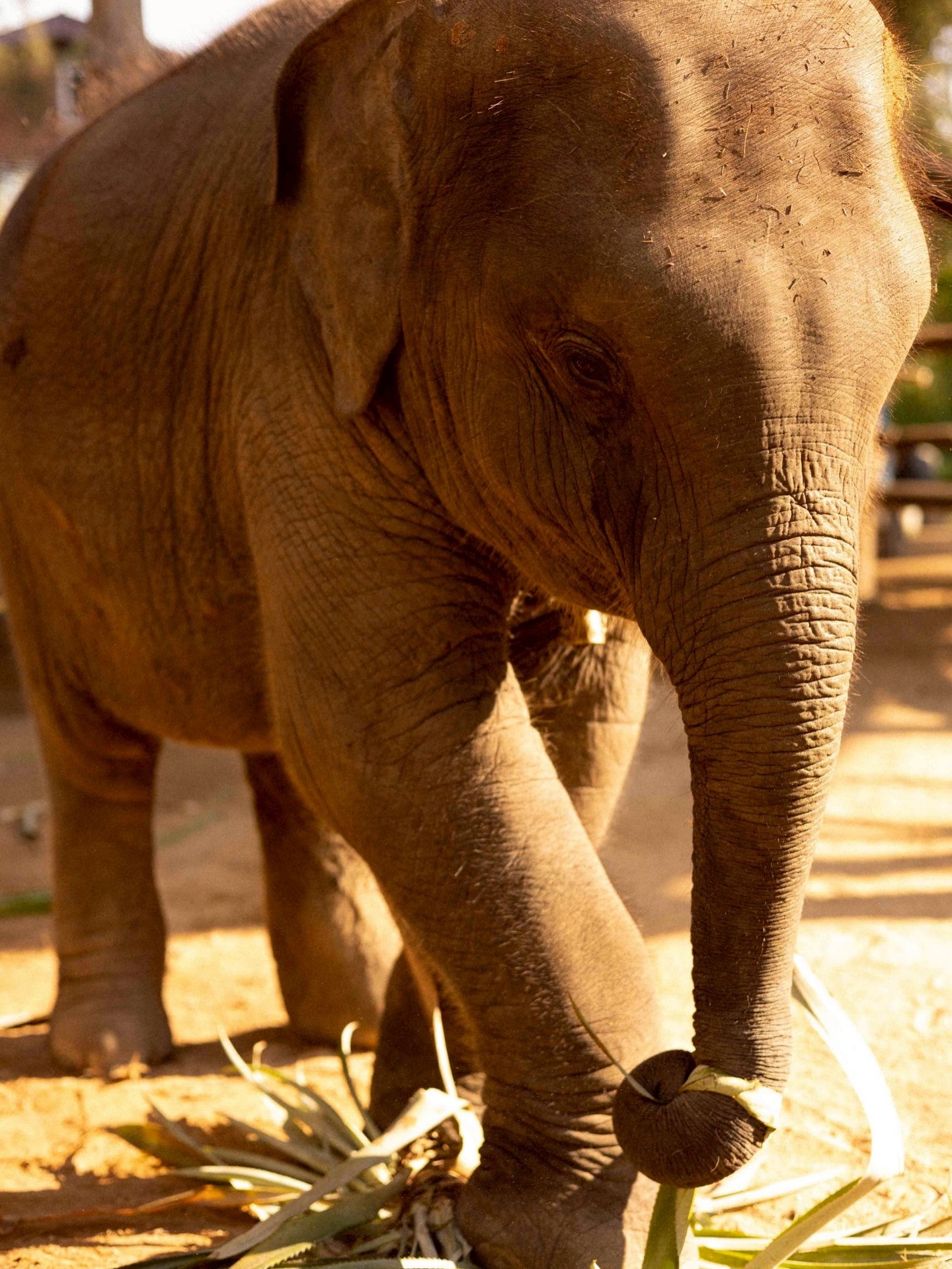 แอน ทองประสม