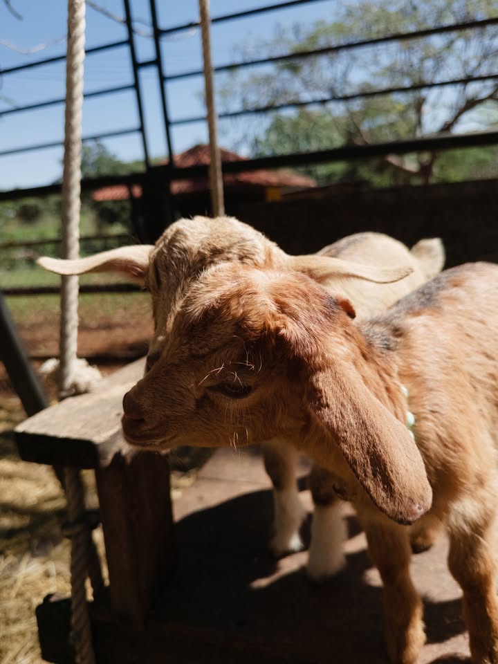 ใบเตย - สุวพิชญ์ ไตรพรวรกิจ