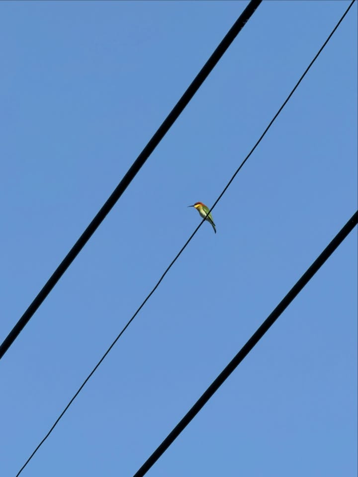 ใบเตย - สุวพิชญ์ ไตรพรวรกิจ