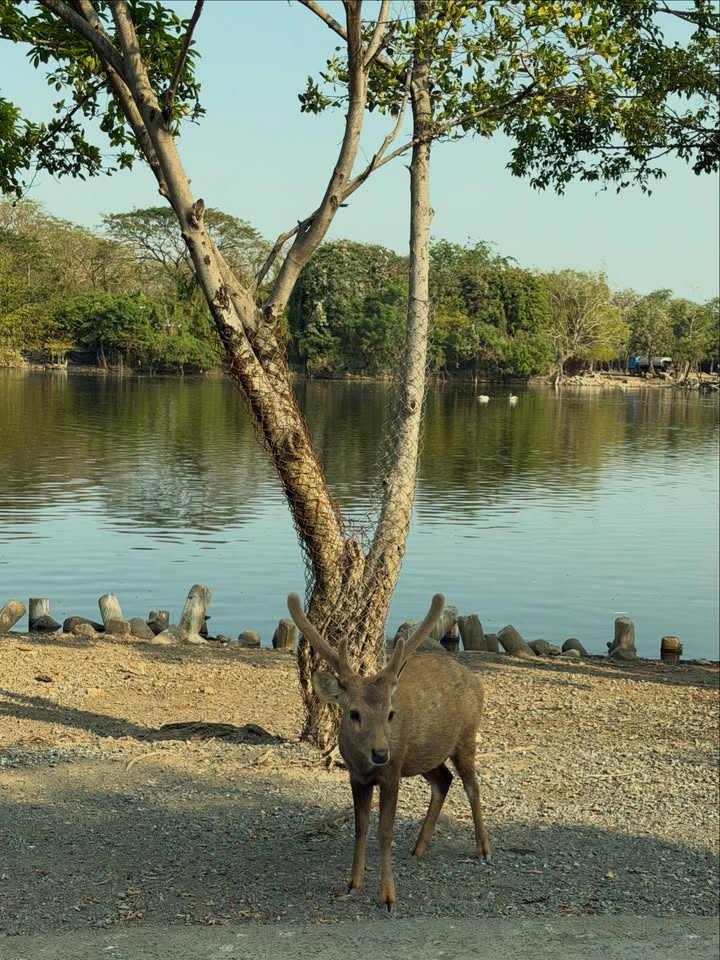 ใบเตย - สุวพิชญ์ ไตรพรวรกิจ