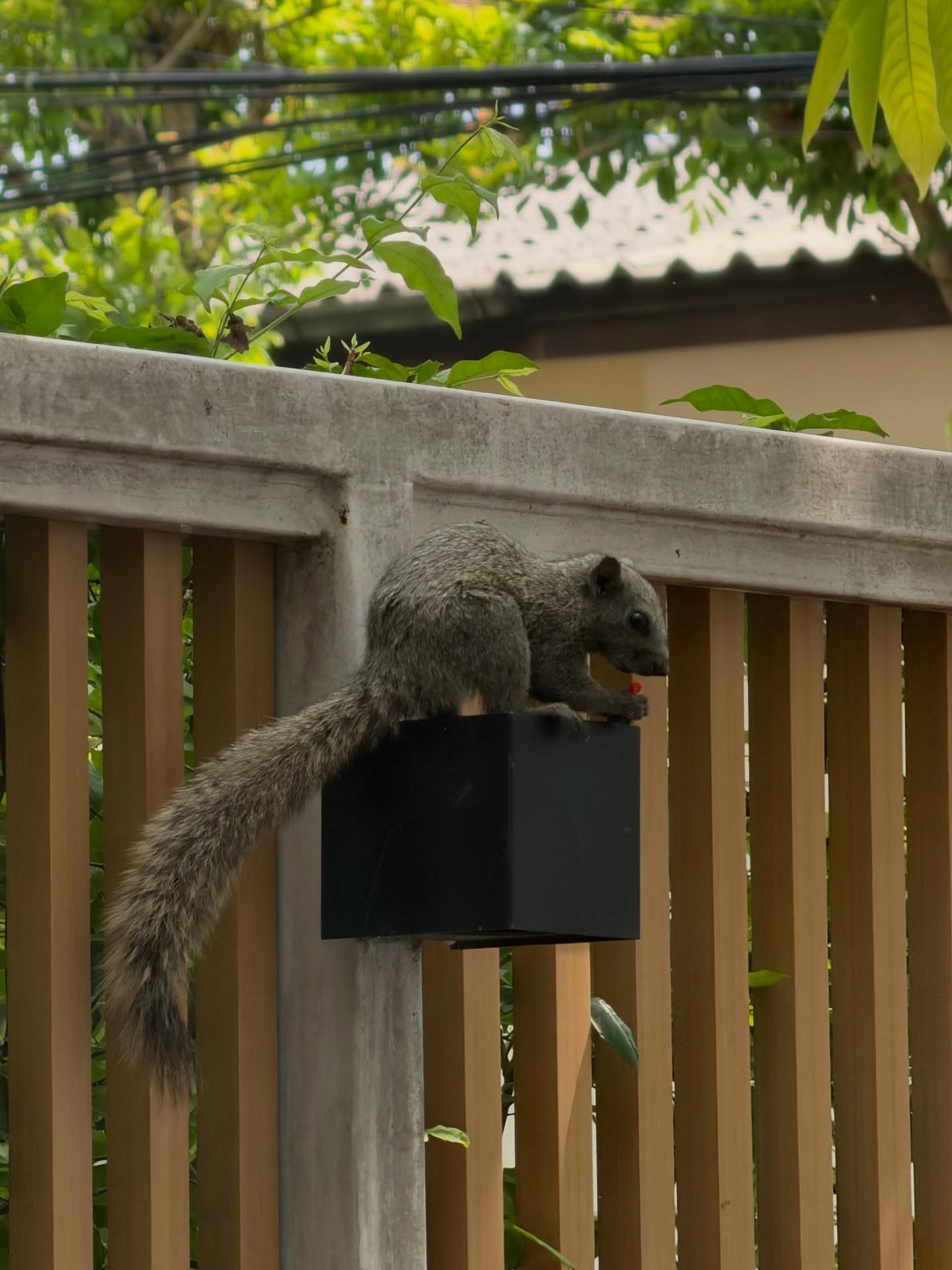 ใบเตย - สุวพิชญ์ ไตรพรวรกิจ