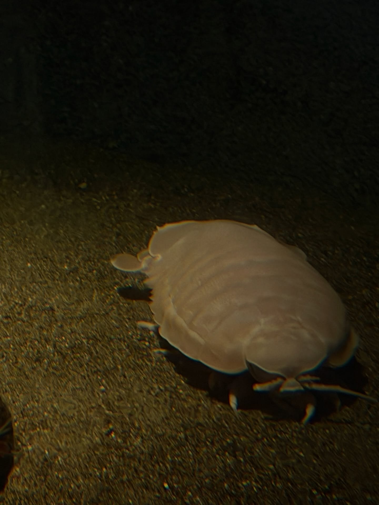 ใบเตย - สุวพิชญ์ ไตรพรวรกิจ