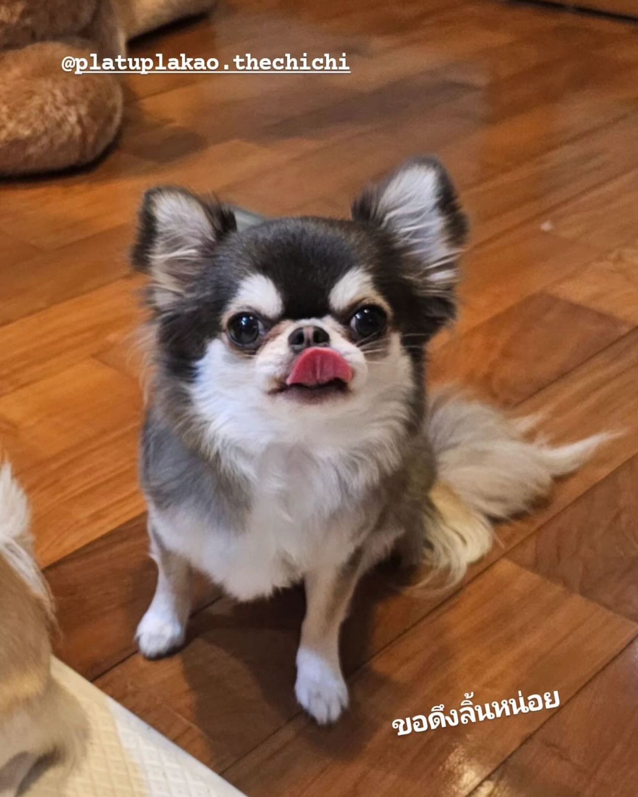 ติ๊นา - ศุภนาฎ จิตตลีลา
