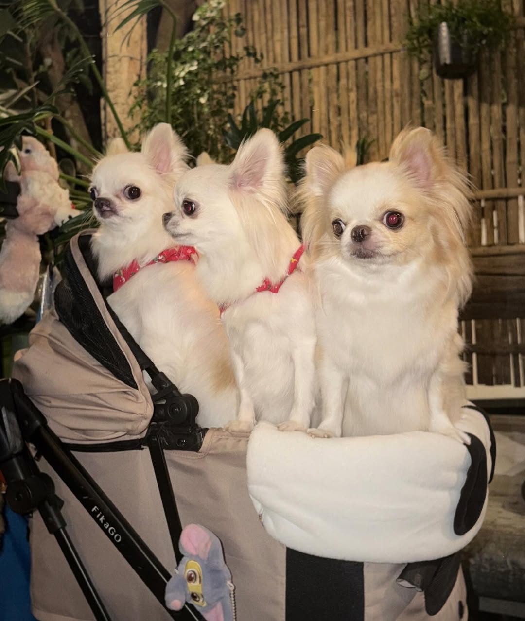 ติ๊นา - ศุภนาฎ จิตตลีลา