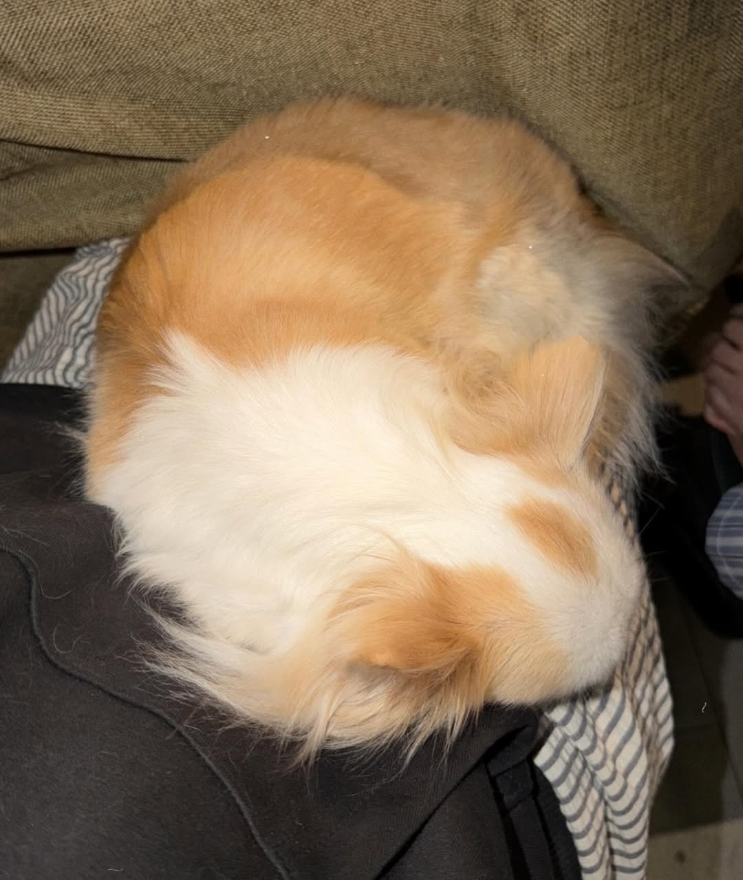 ติ๊นา - ศุภนาฎ จิตตลีลา