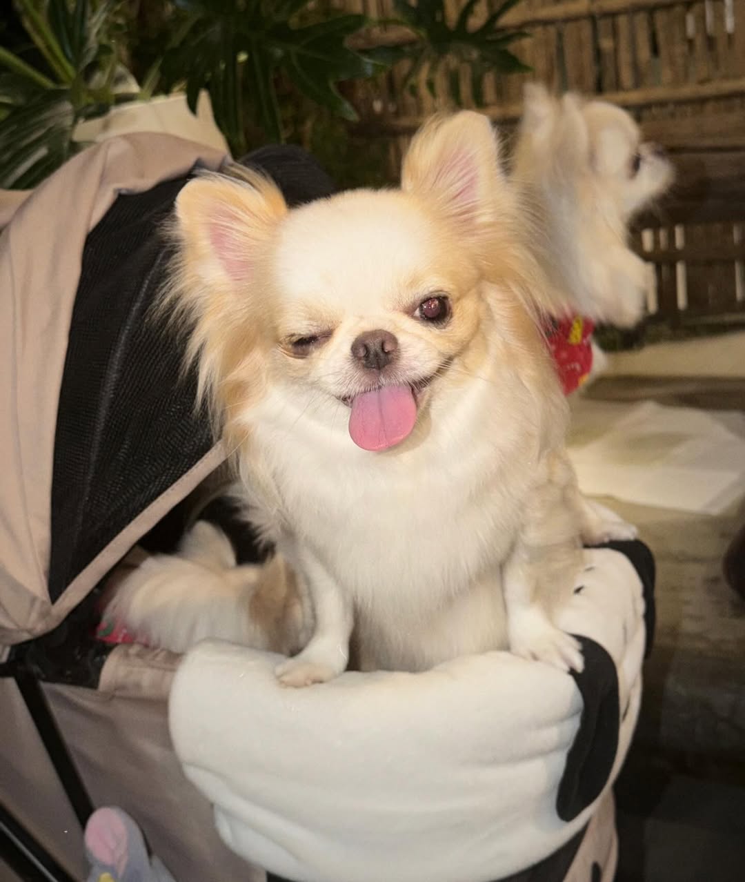 ติ๊นา - ศุภนาฎ จิตตลีลา