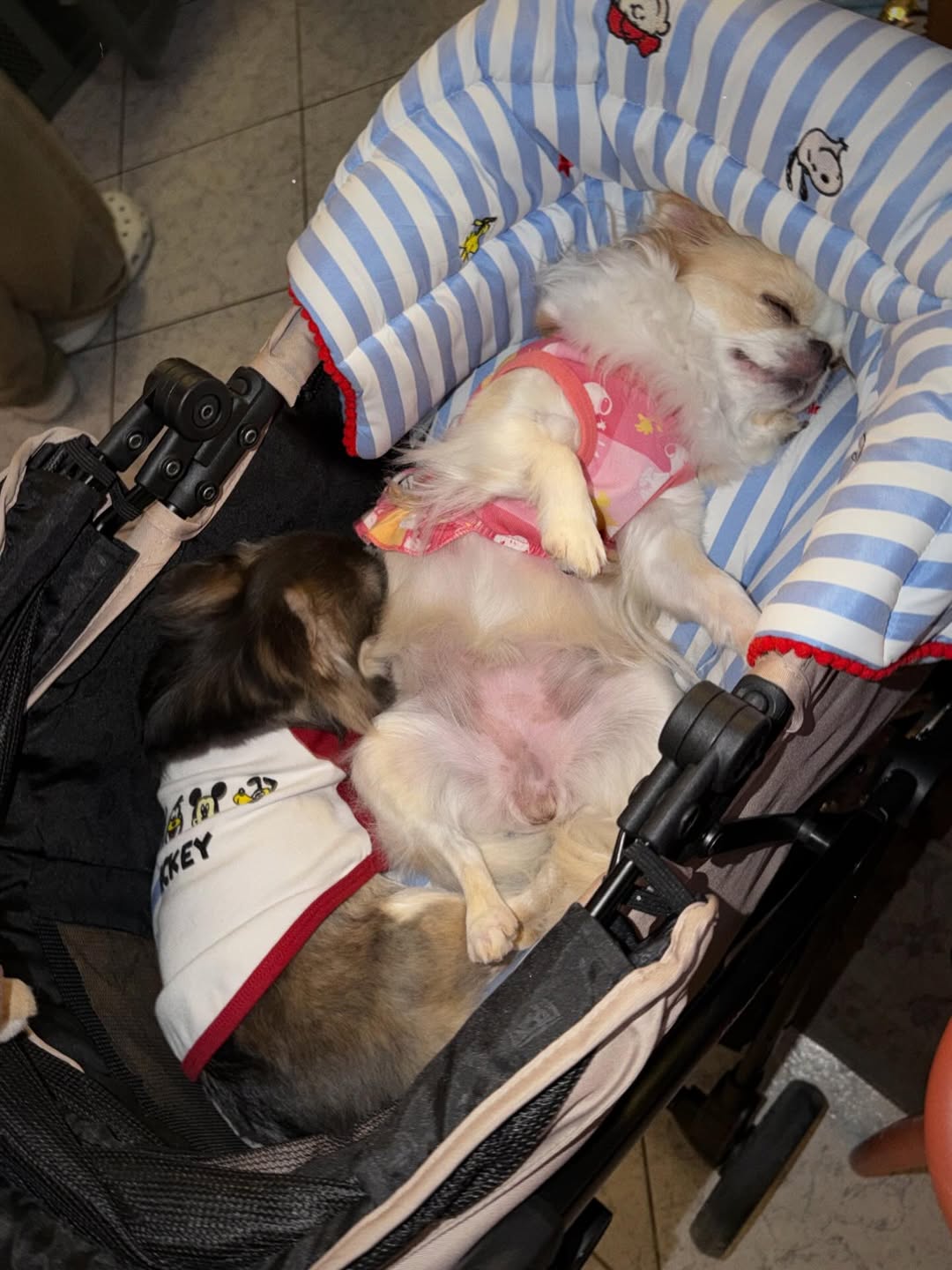 ติ๊นา - ศุภนาฎ จิตตลีลา