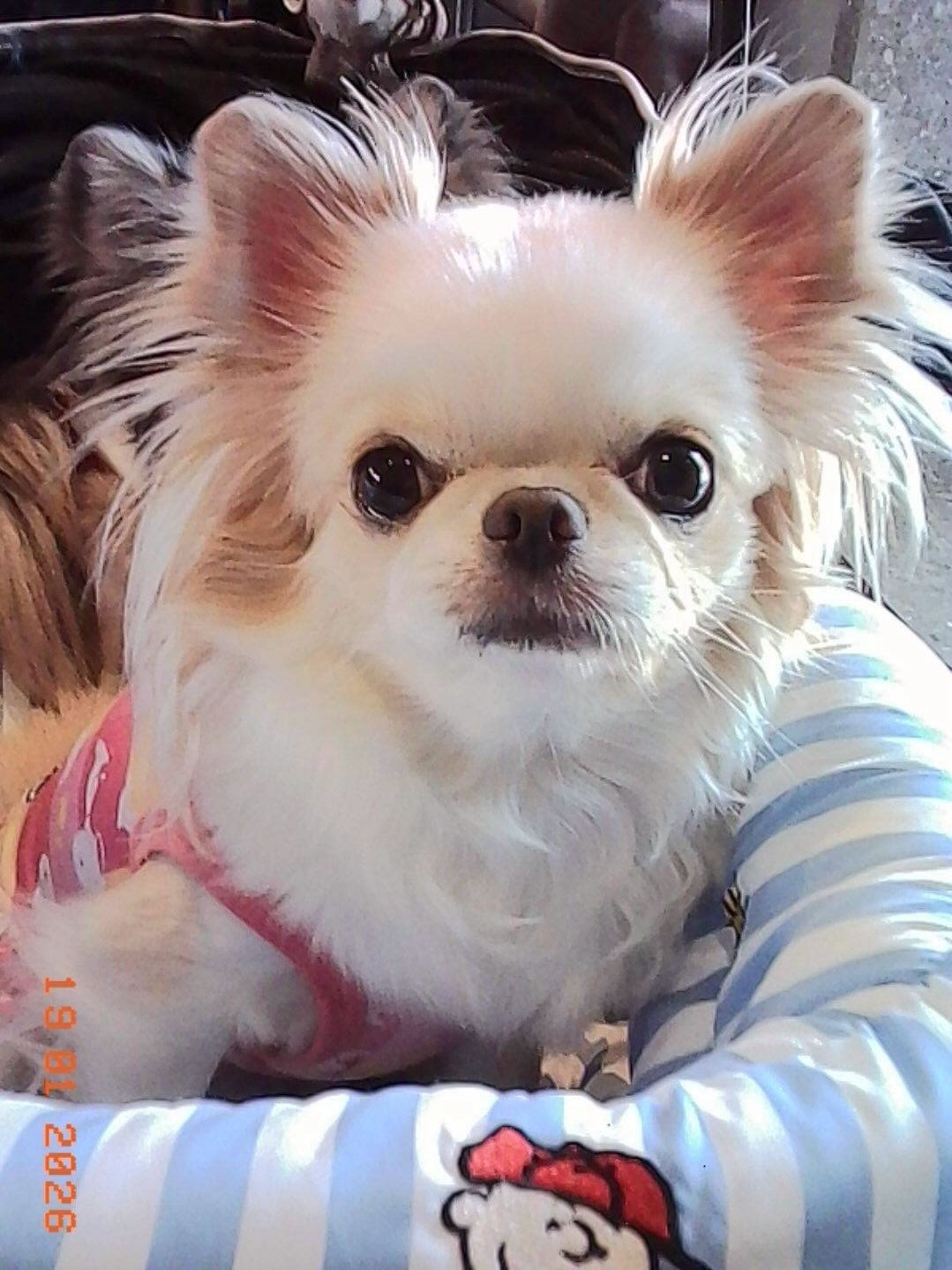 ติ๊นา - ศุภนาฎ จิตตลีลา