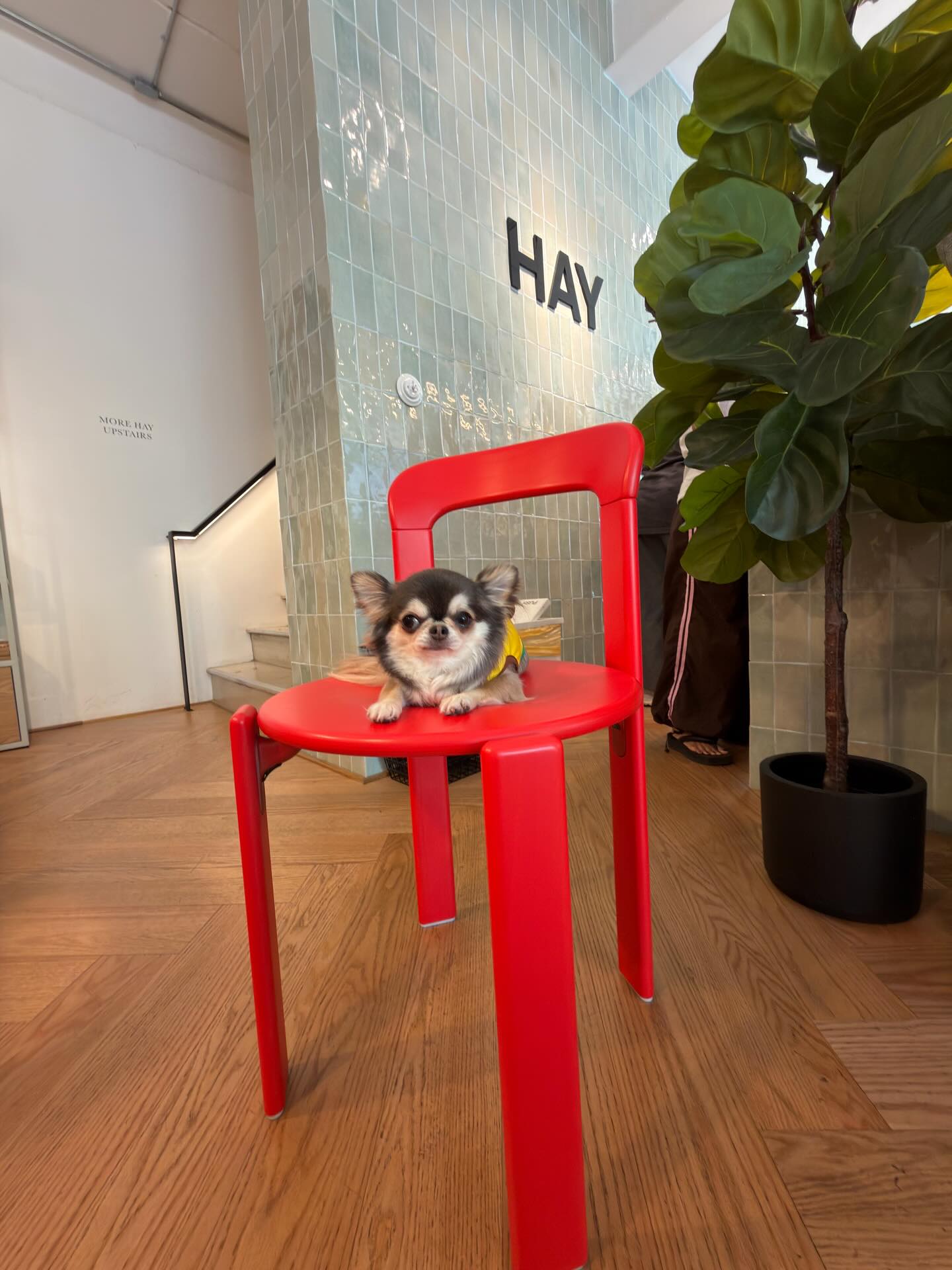 ติ๊นา - ศุภนาฎ จิตตลีลา