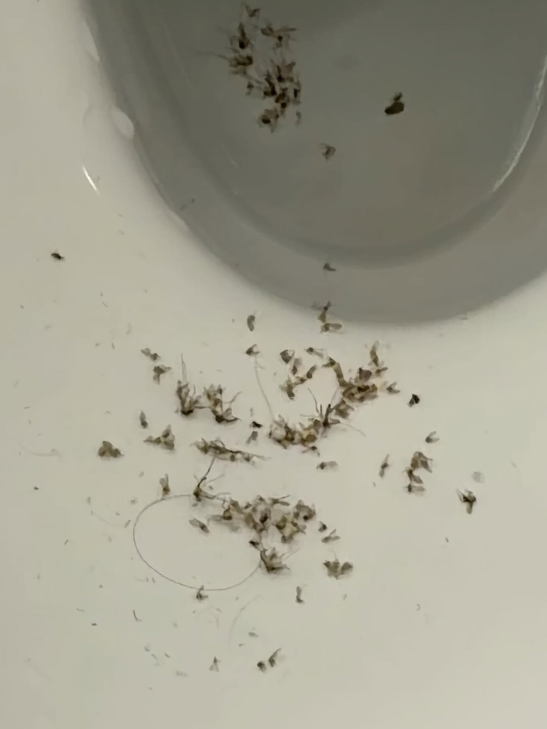 ไวท์ - ณวัชร์ พุ่มโพธิงาม