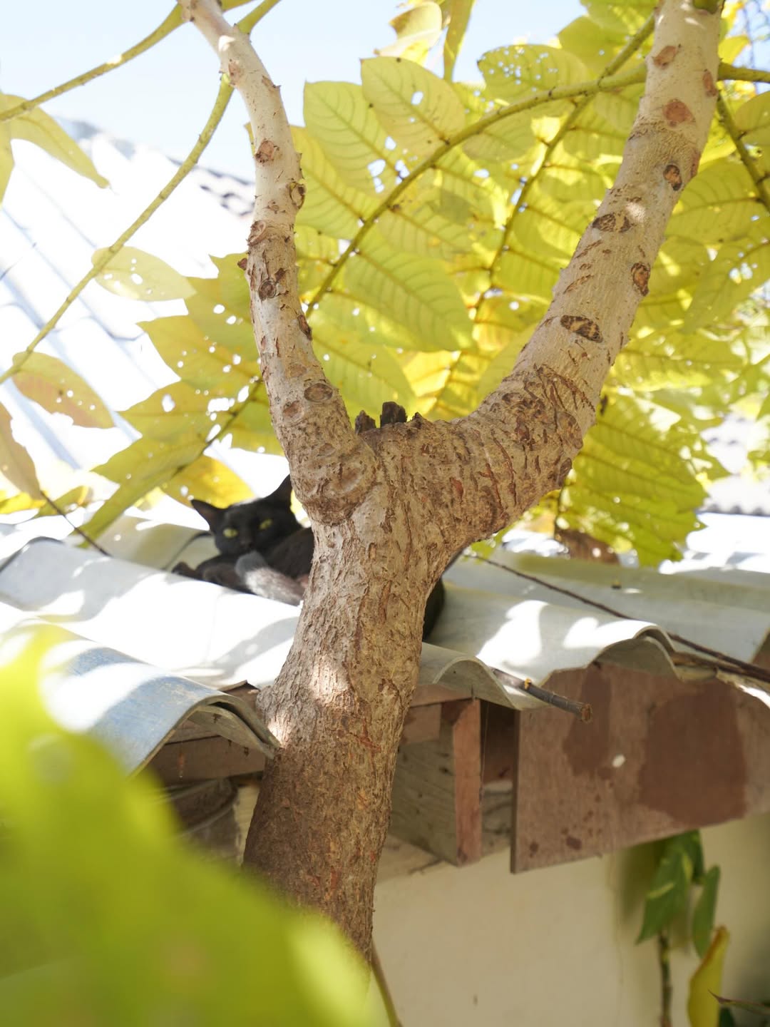 แพรว - คณิตกุล เนตรบุตร