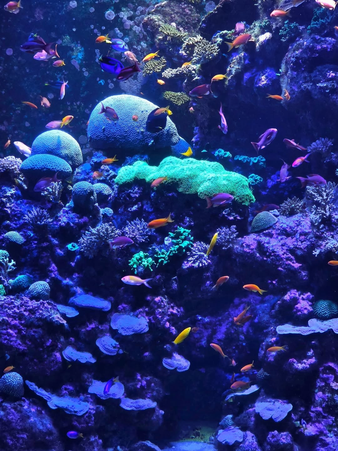 จูเนียร์ - ปณชัย ศรีอาริยะรุ่งเรือง