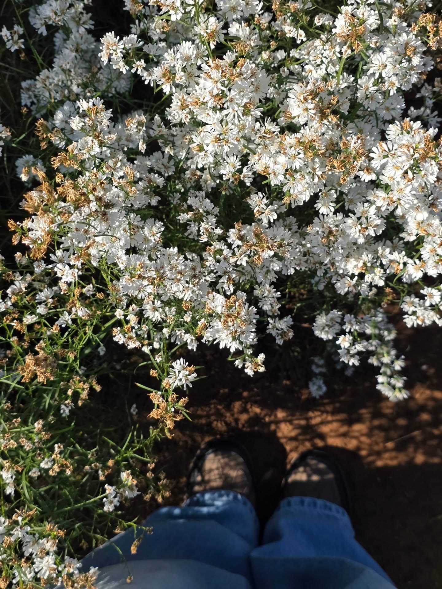 จูเนียร์ - ปณชัย ศรีอาริยะรุ่งเรือง