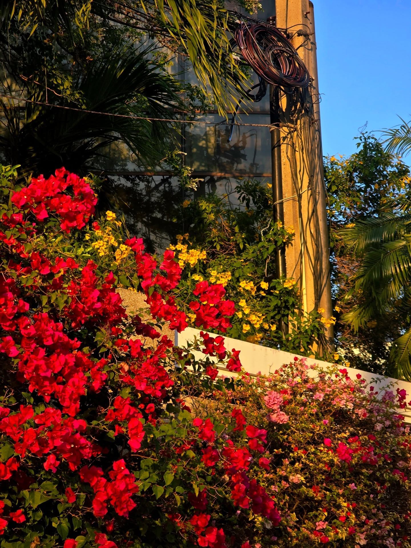 จูเนียร์ - ปณชัย ศรีอาริยะรุ่งเรือง