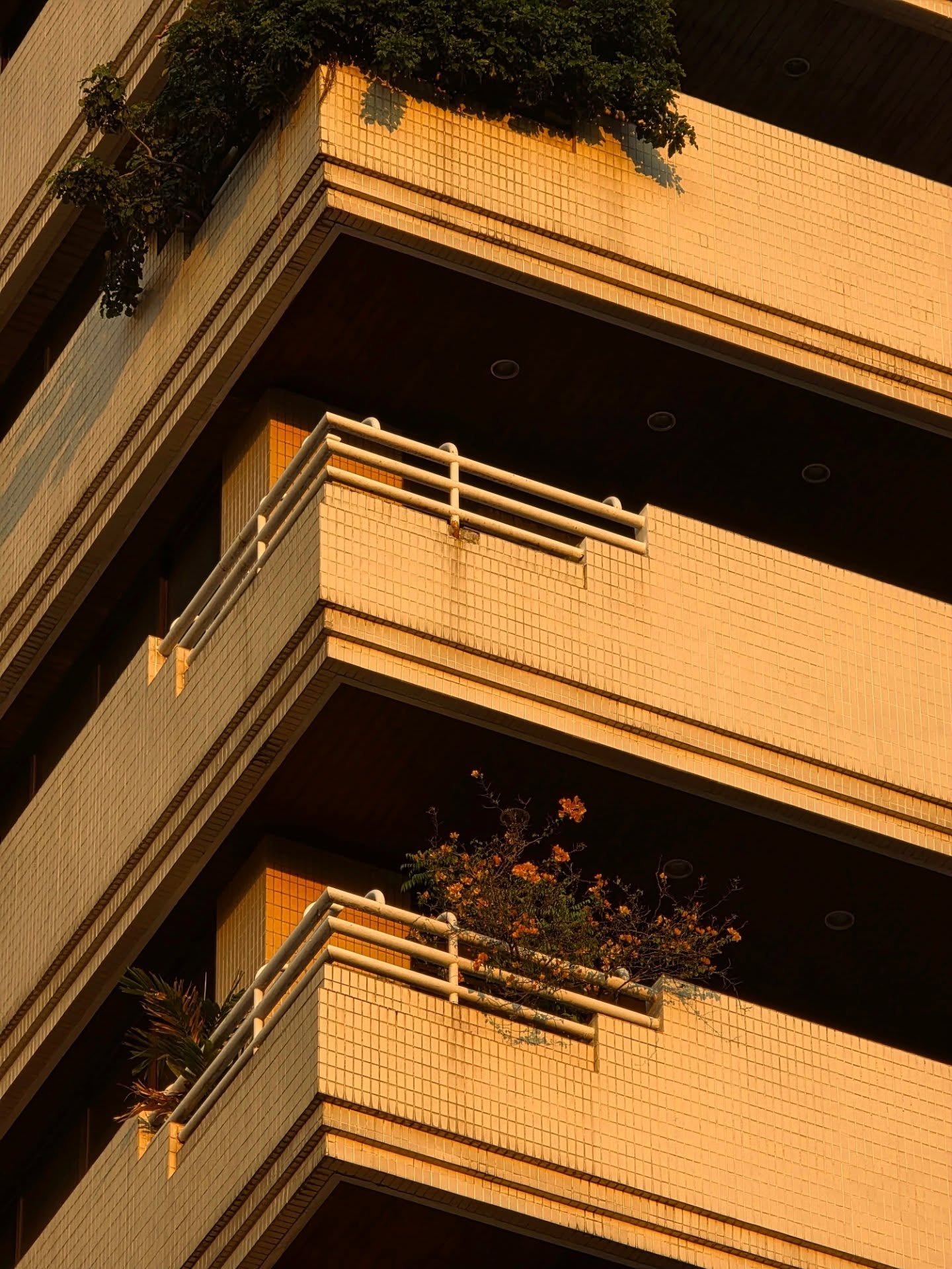 จูเนียร์ - ปณชัย ศรีอาริยะรุ่งเรือง