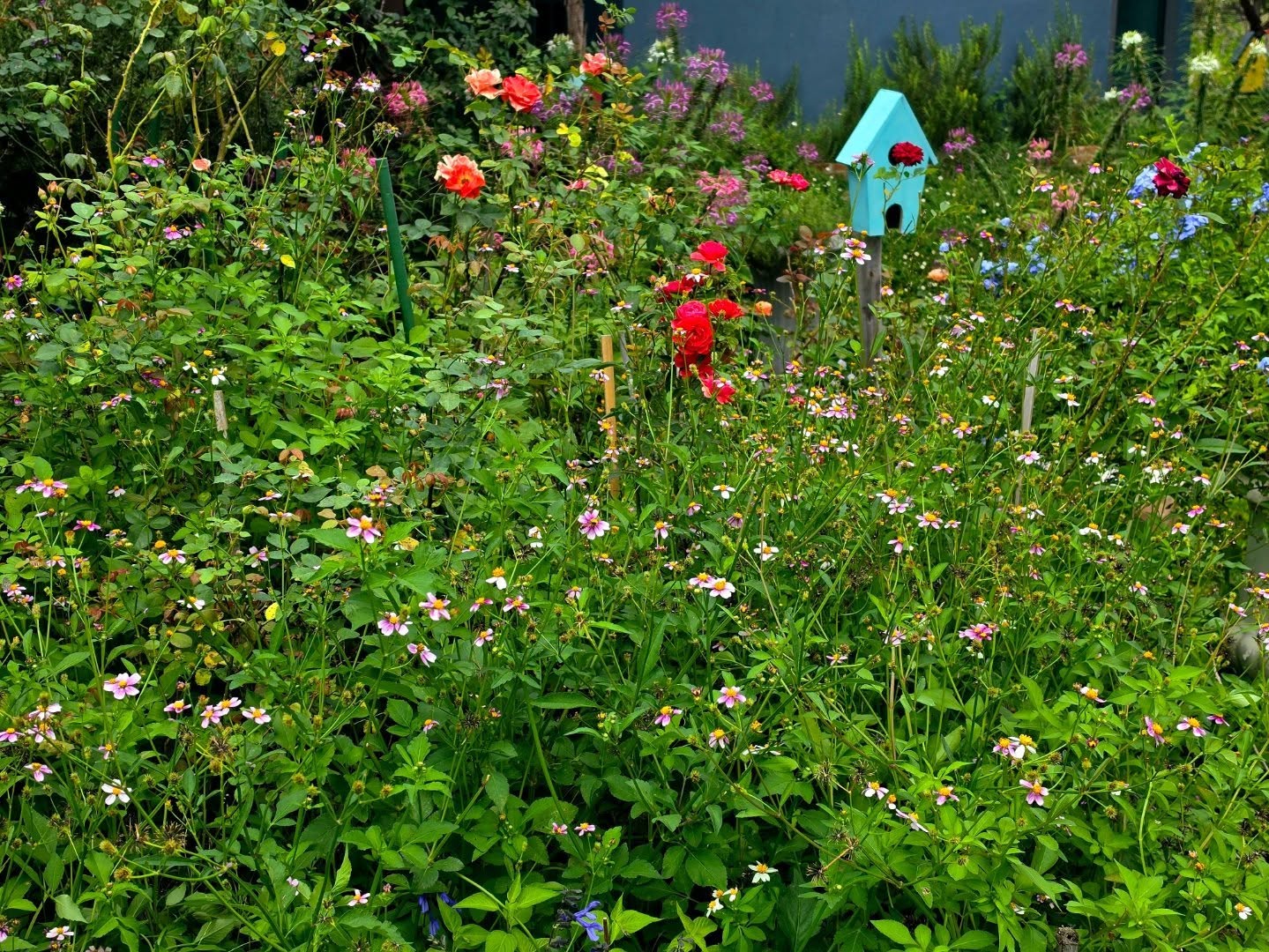 จูเนียร์ - ปณชัย ศรีอาริยะรุ่งเรือง
