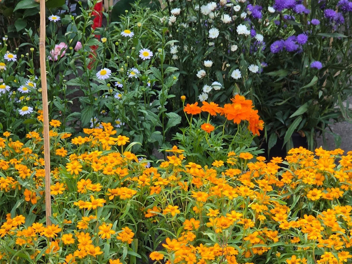 จูเนียร์ - ปณชัย ศรีอาริยะรุ่งเรือง