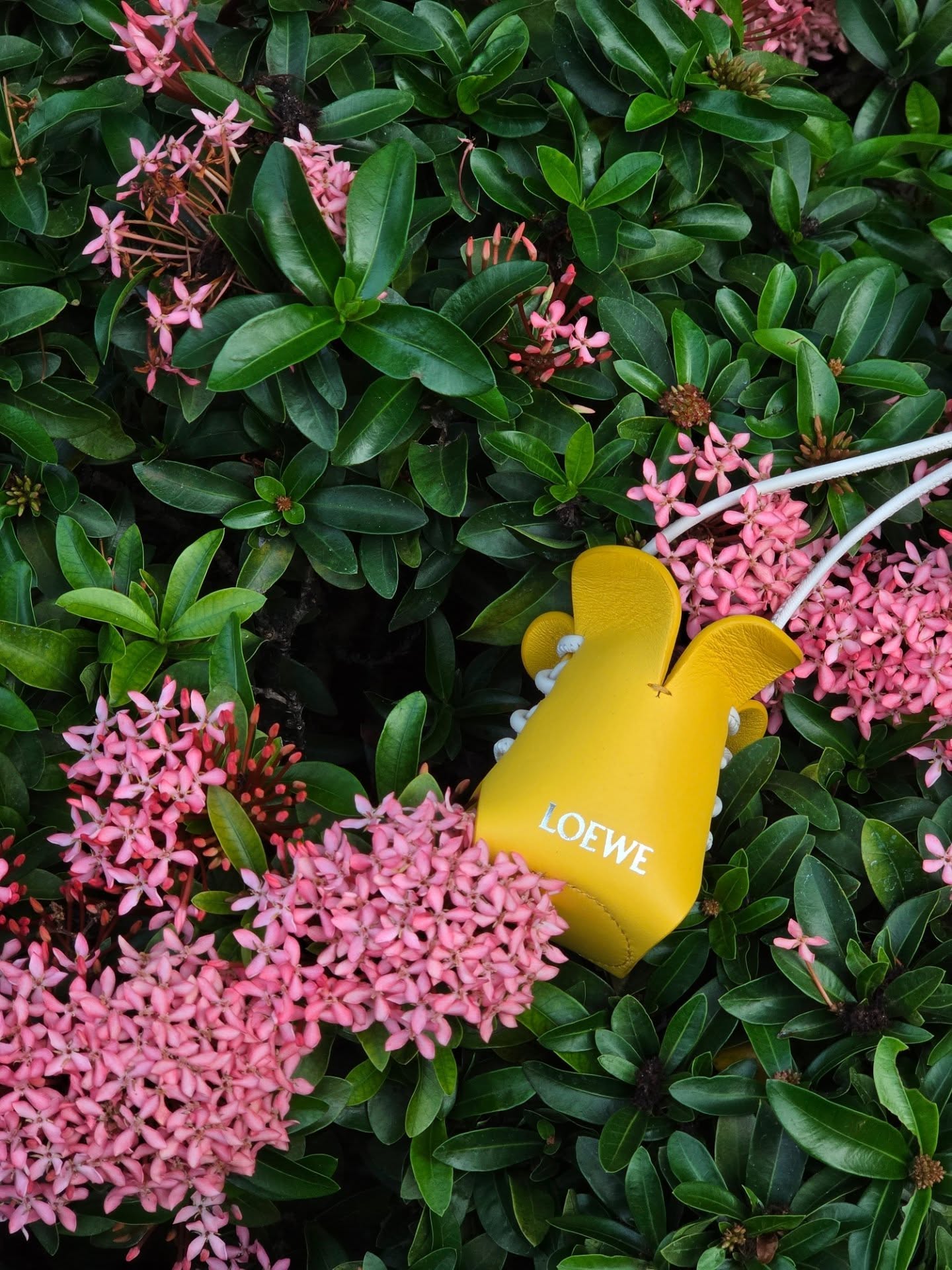 จูเนียร์ - ปณชัย ศรีอาริยะรุ่งเรือง