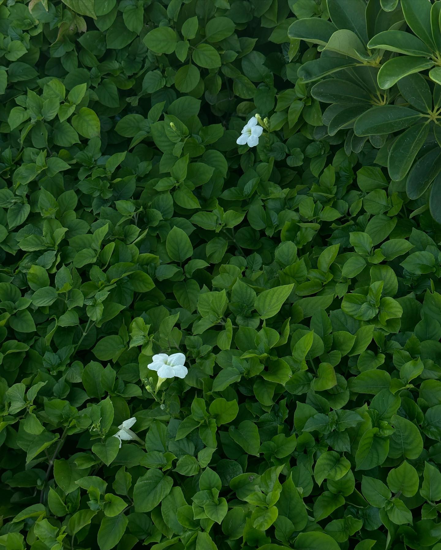 ไอซ์ - อมีนา กูล