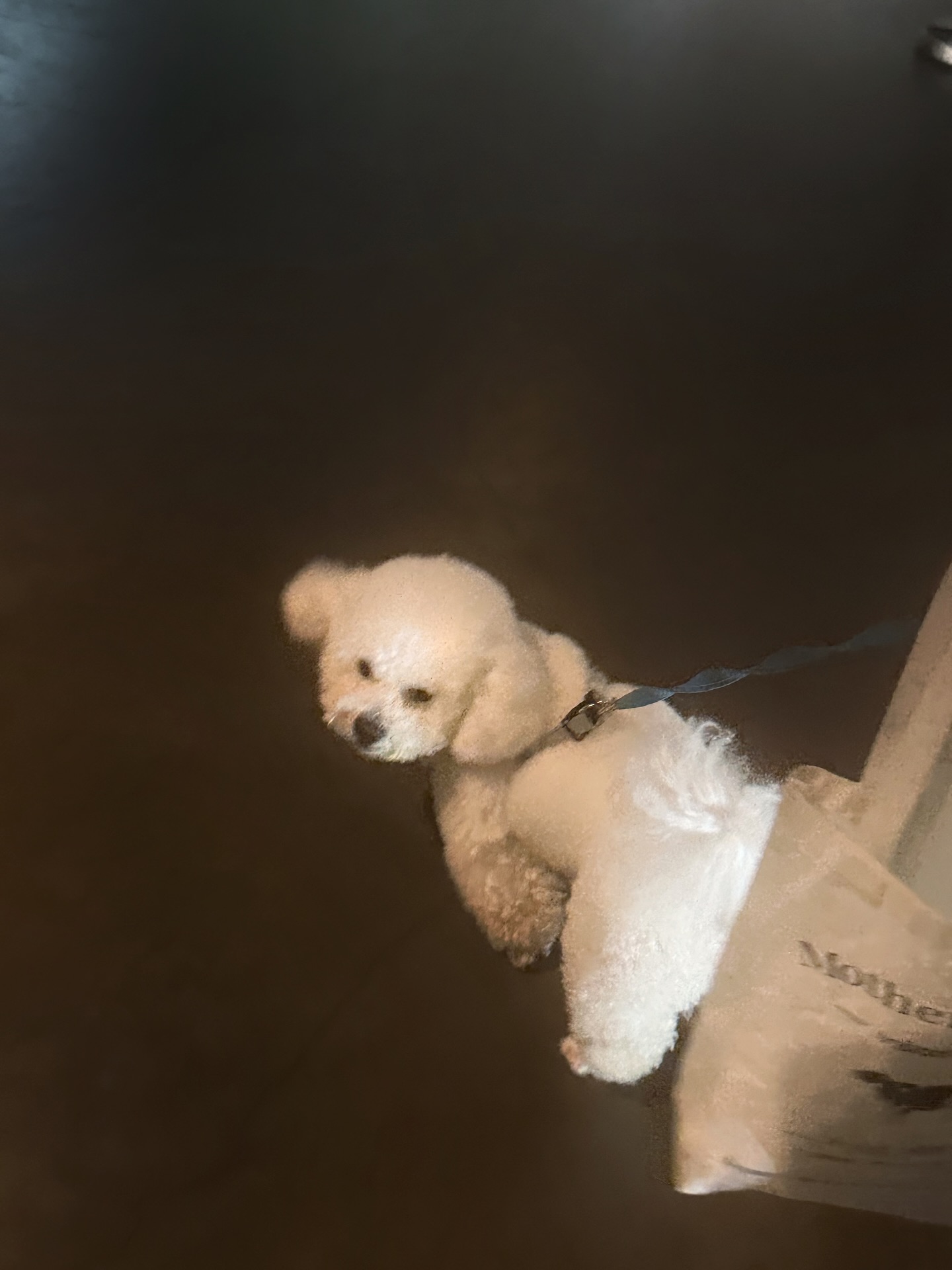 ไอซ์ - อมีนา กูล