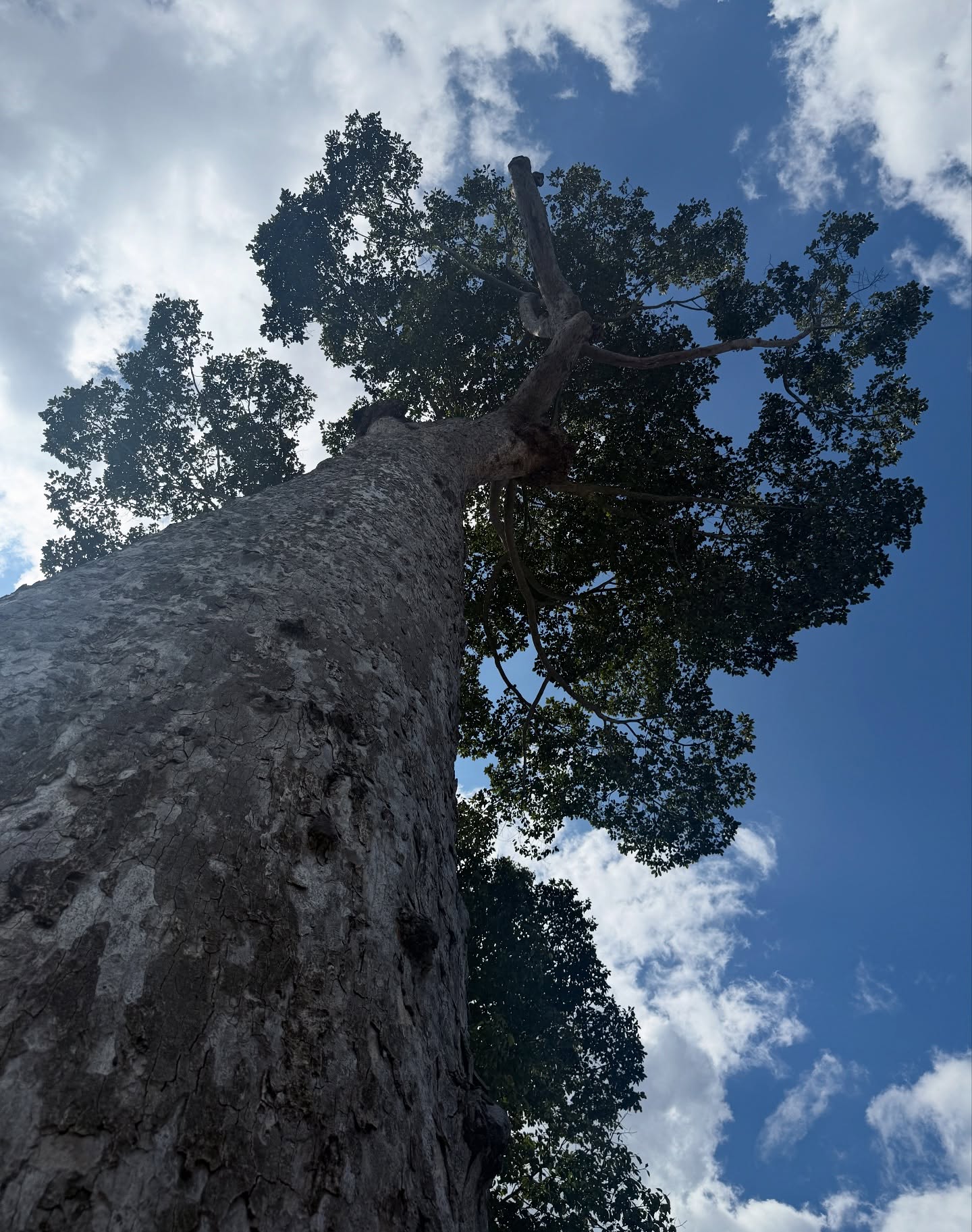 ไอซ์ - อมีนา กูล