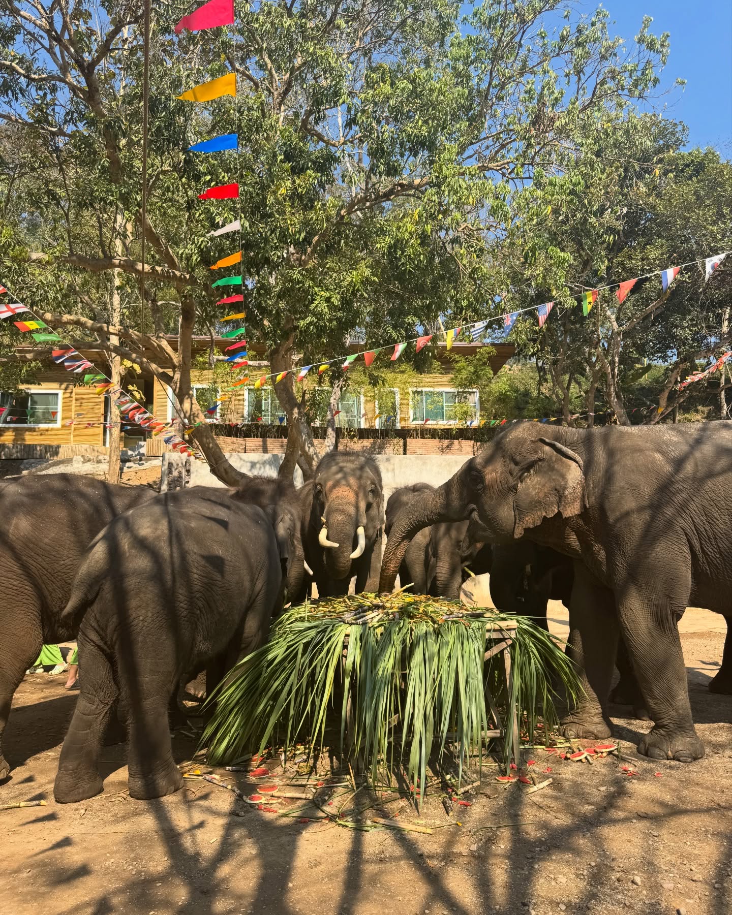 ไอซ์ - อมีนา กูล