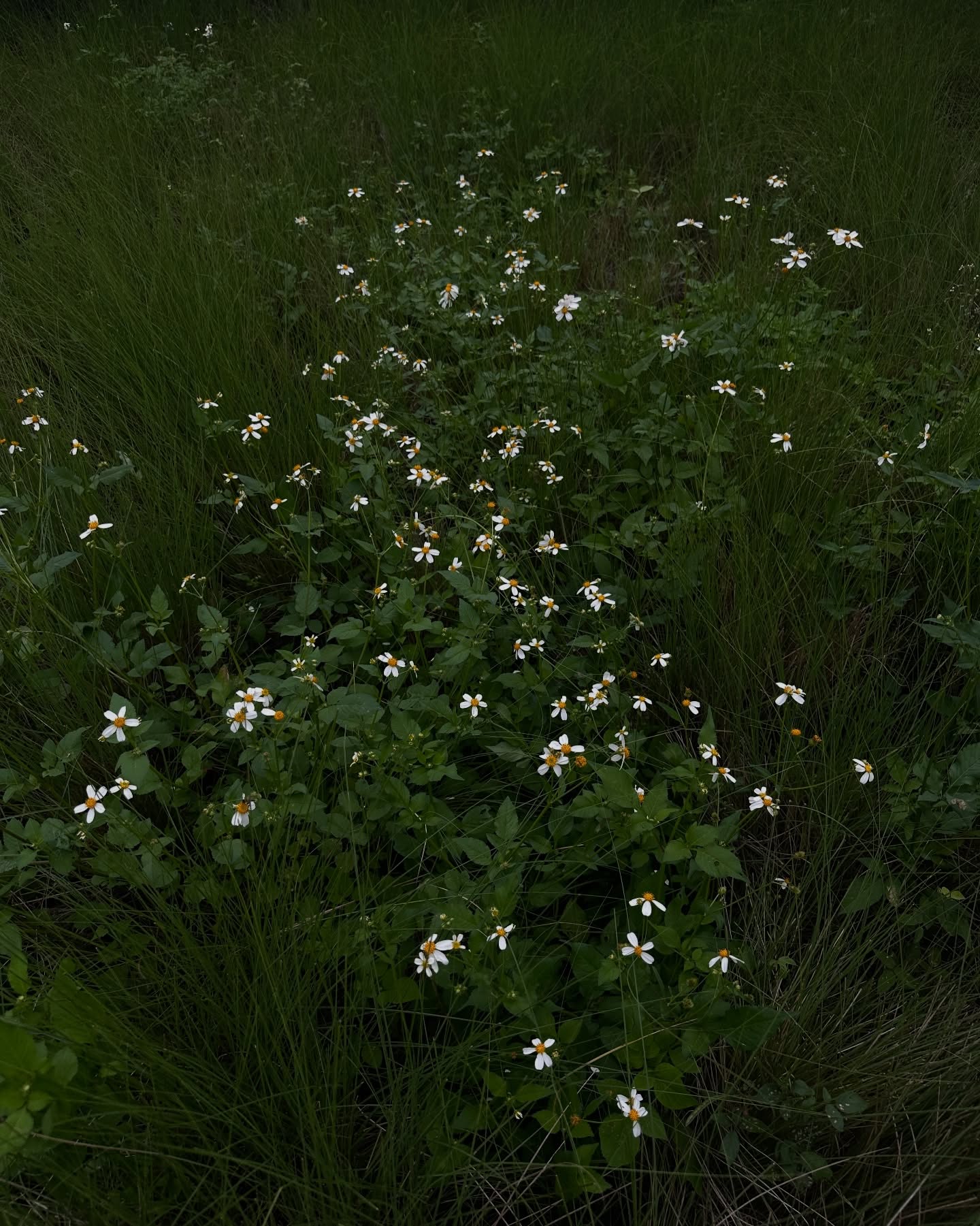 ไอซ์ - อมีนา กูล
