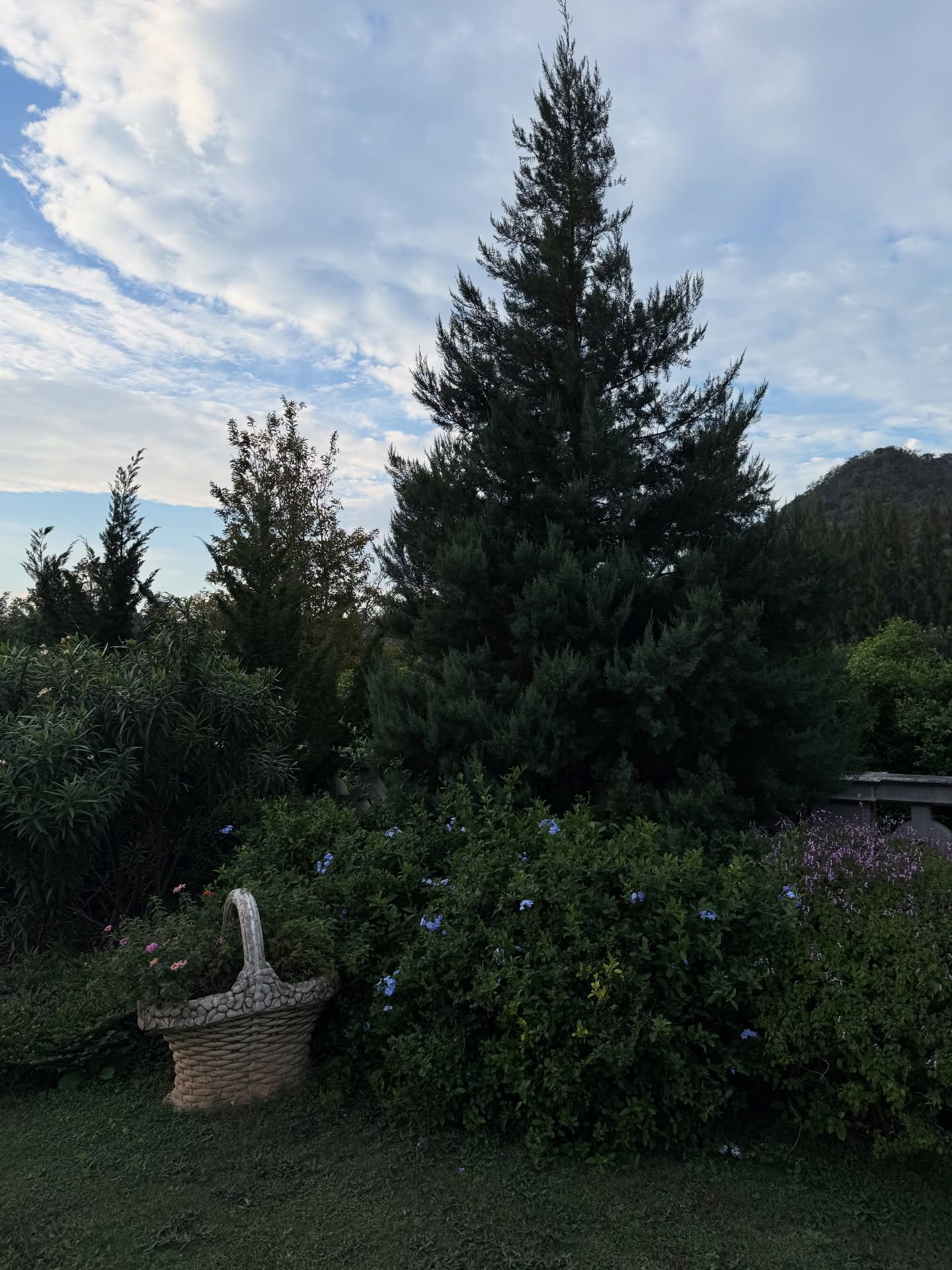 ไอซ์ - อมีนา กูล