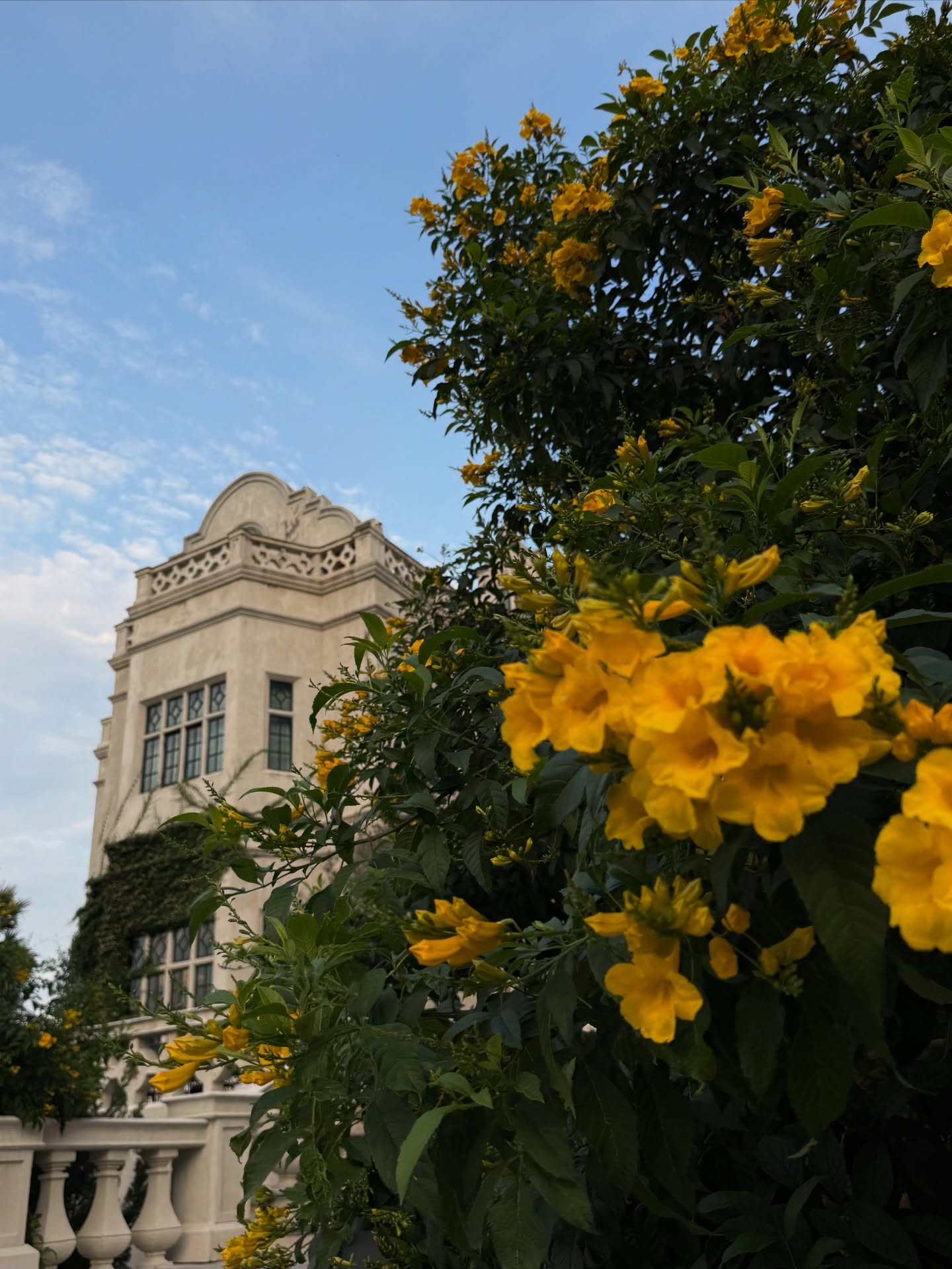 ไอซ์ - อมีนา กูล