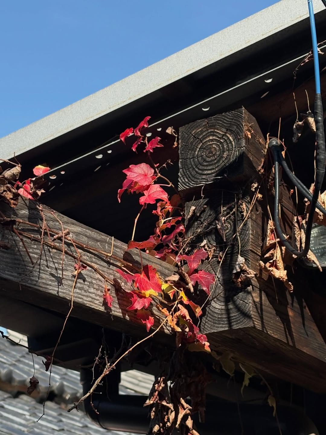 นนท์ - ศดานนท์ ดุรงคเวโรจน์