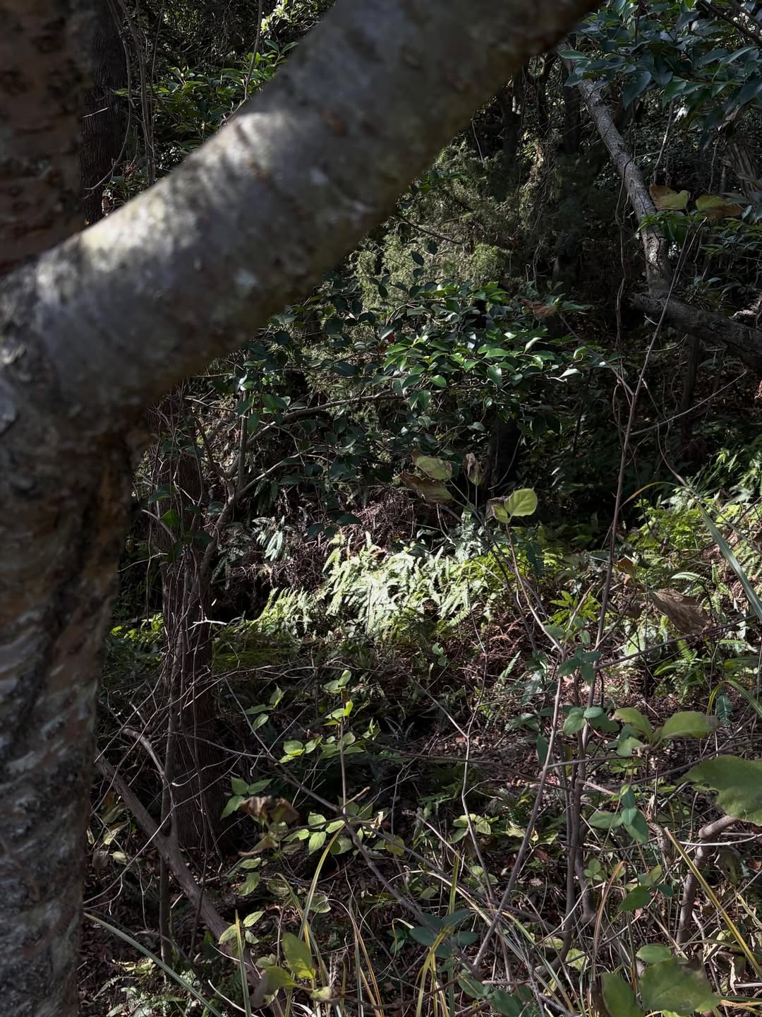 นนท์ - ศดานนท์ ดุรงคเวโรจน์