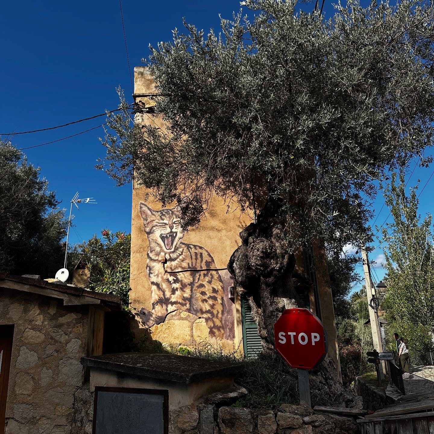 มิ้นท์ - ณัฐวรา วงศ์วาสนา