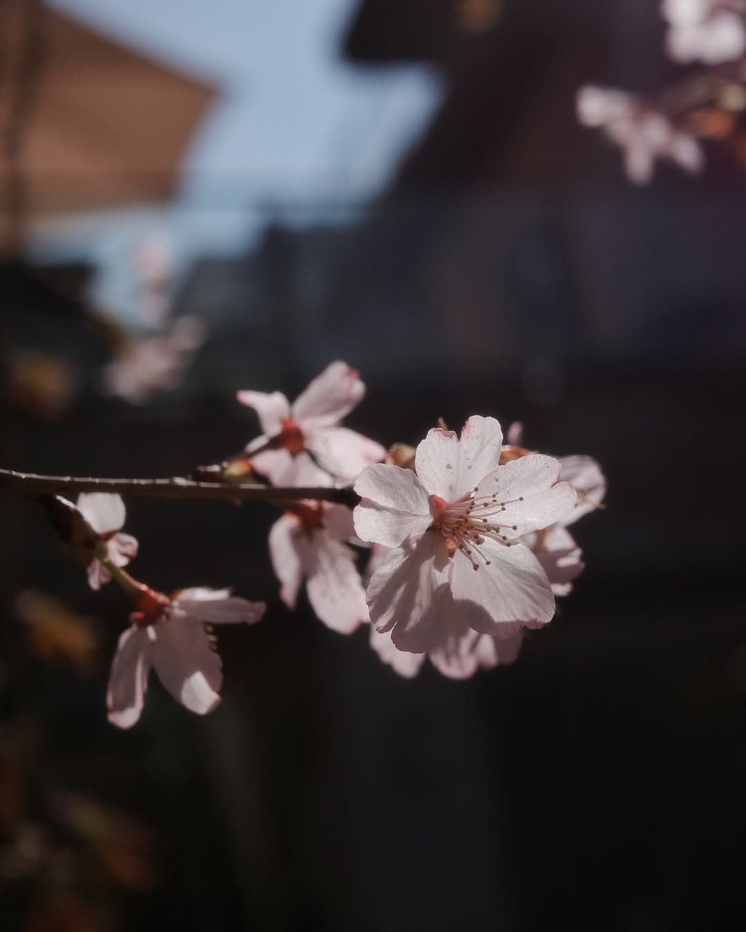 เต - ตะวัน วิหครัตน์