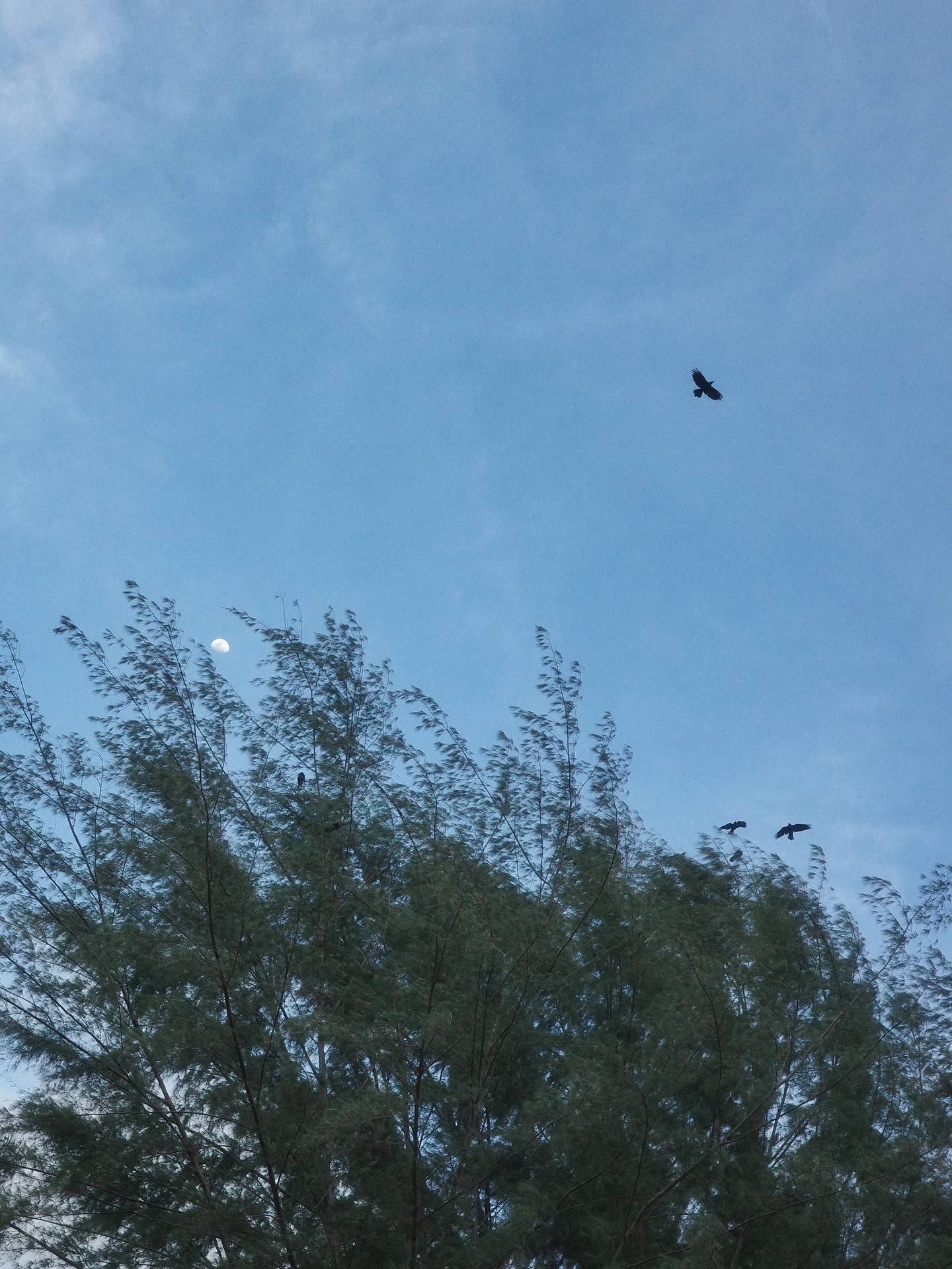 เต - ตะวัน วิหครัตน์
