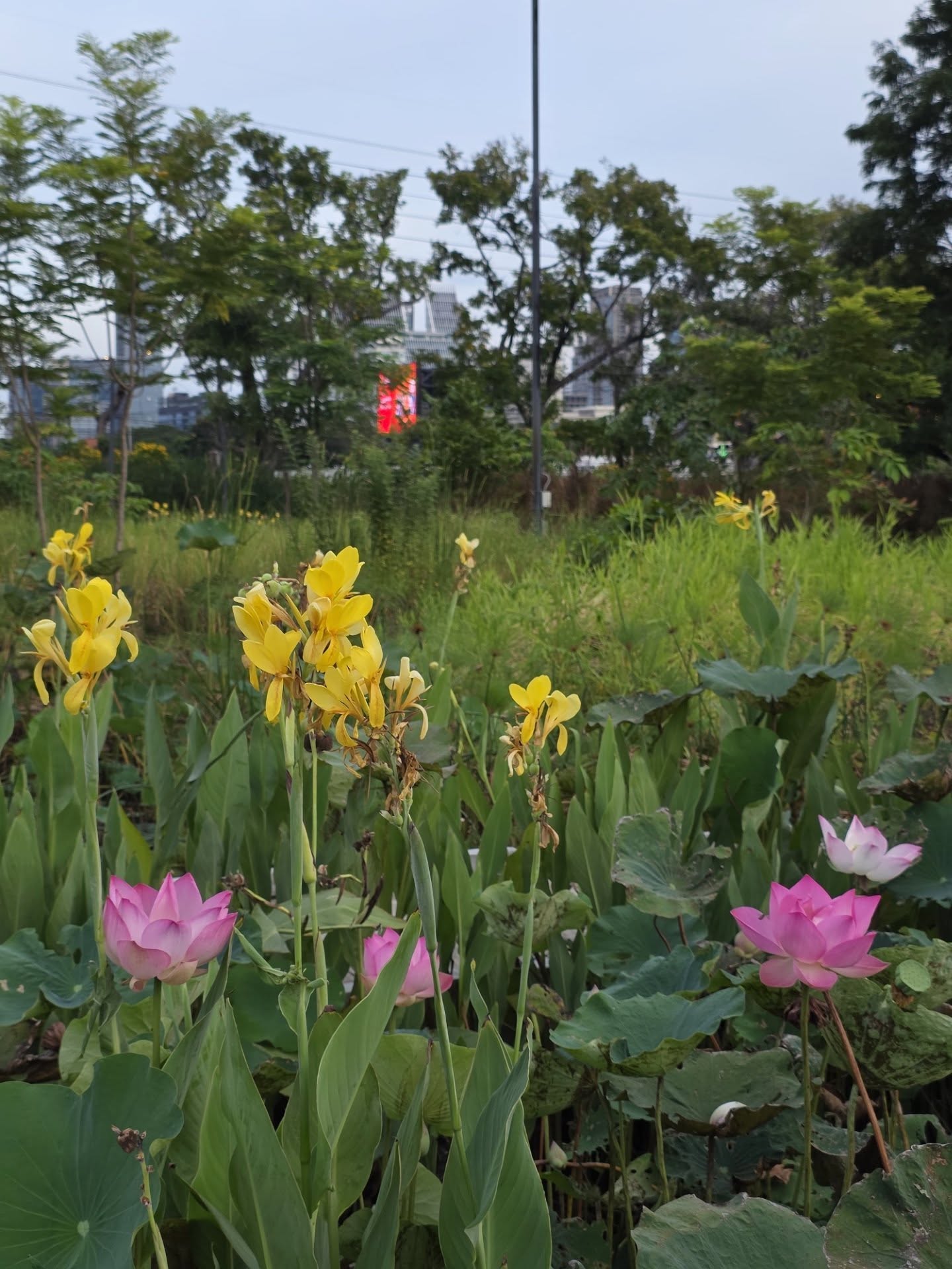 เต - ตะวัน วิหครัตน์