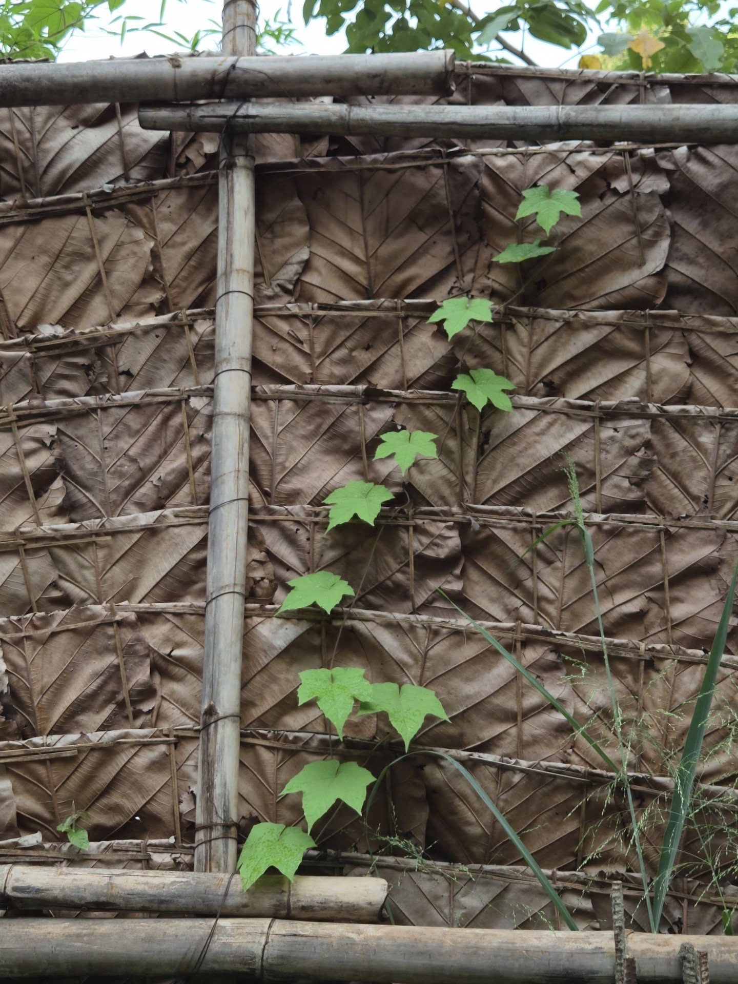 เต - ตะวัน วิหครัตน์