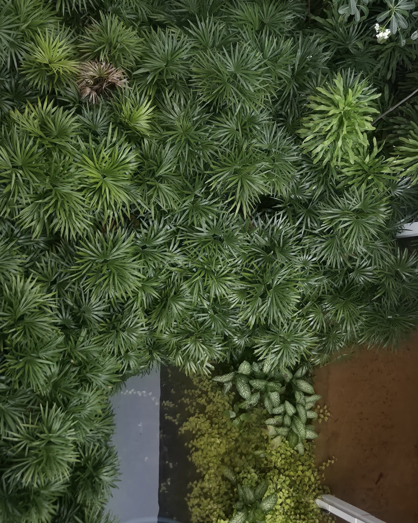 เต - ตะวัน วิหครัตน์