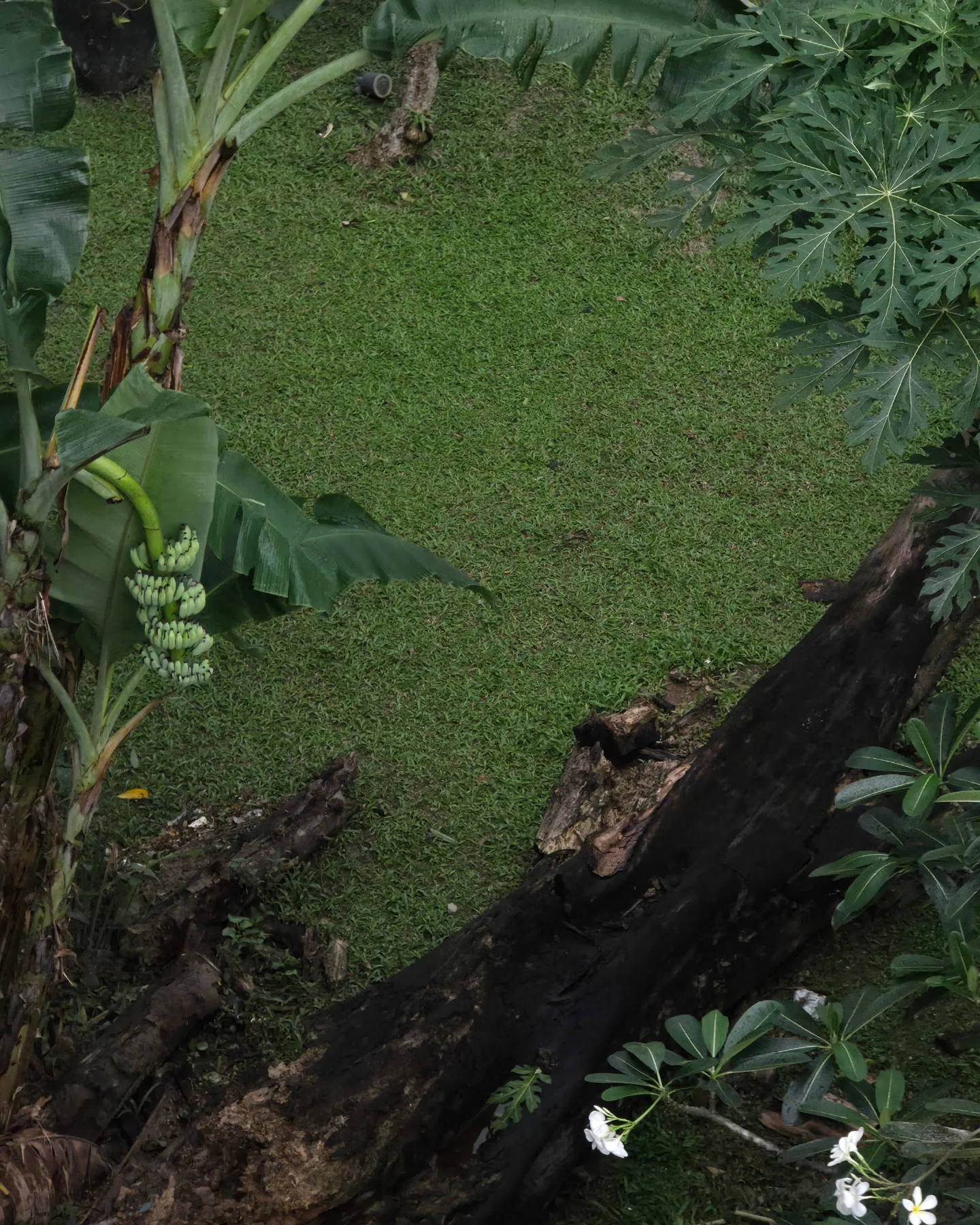 เต - ตะวัน วิหครัตน์