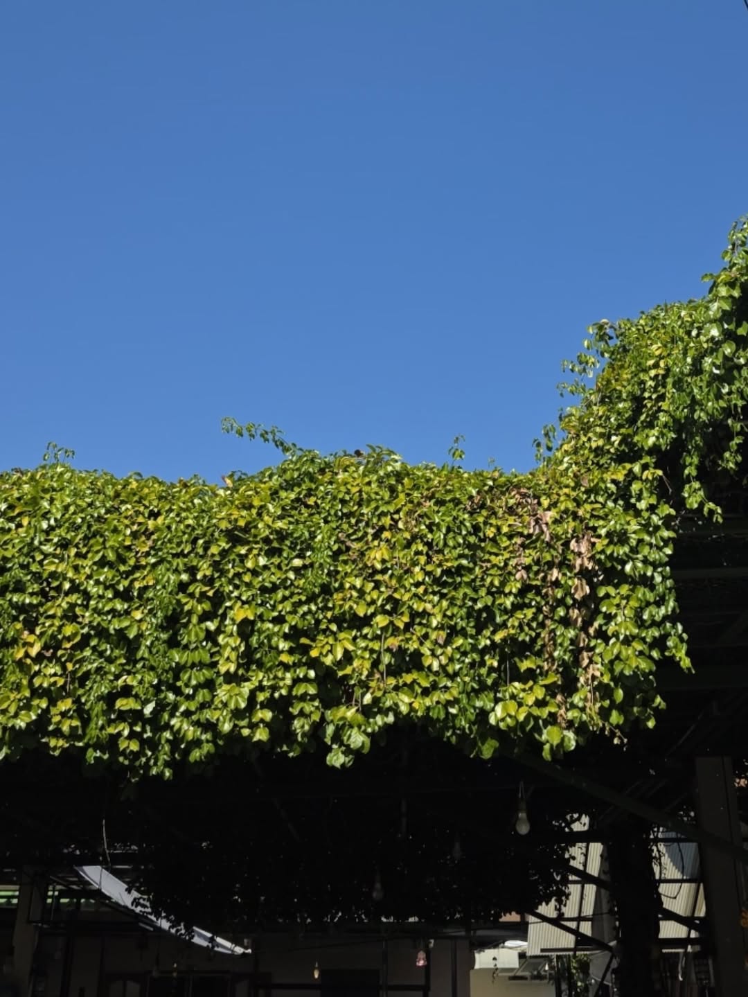 เต - ตะวัน วิหครัตน์