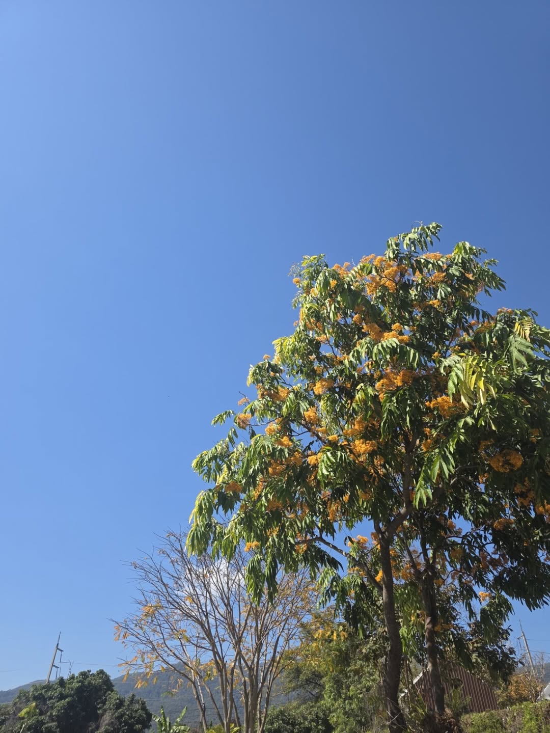 เต - ตะวัน วิหครัตน์