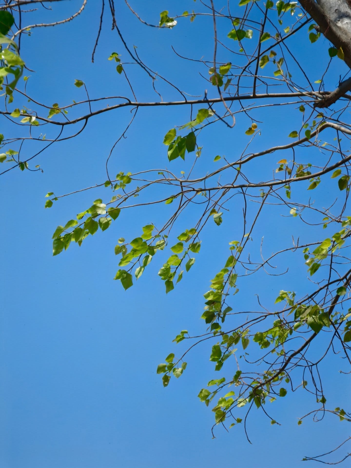 เต - ตะวัน วิหครัตน์