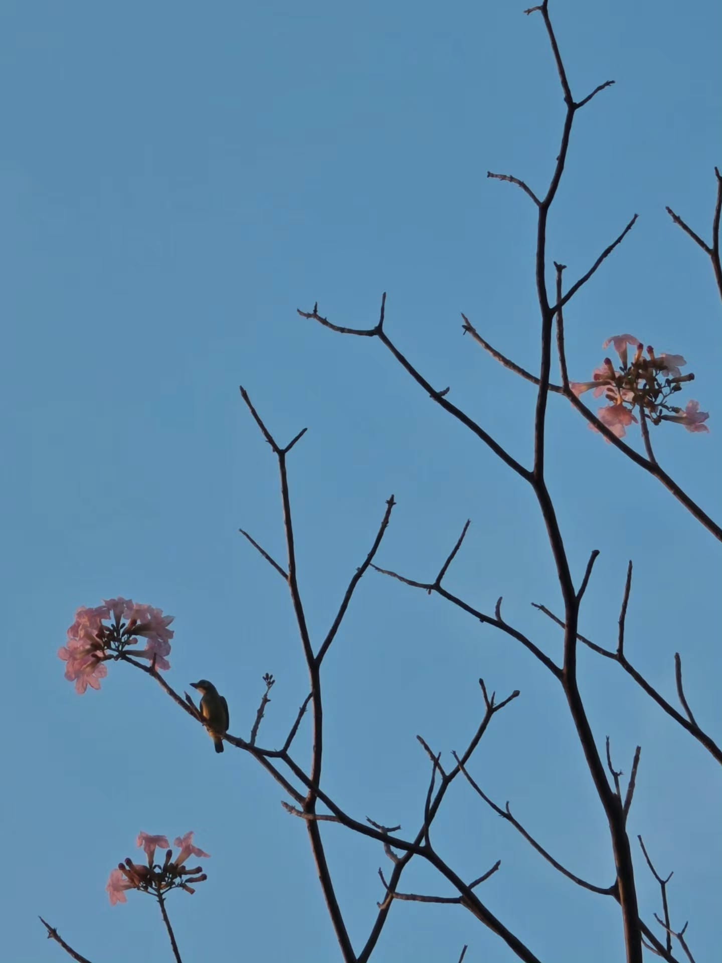 เต - ตะวัน วิหครัตน์