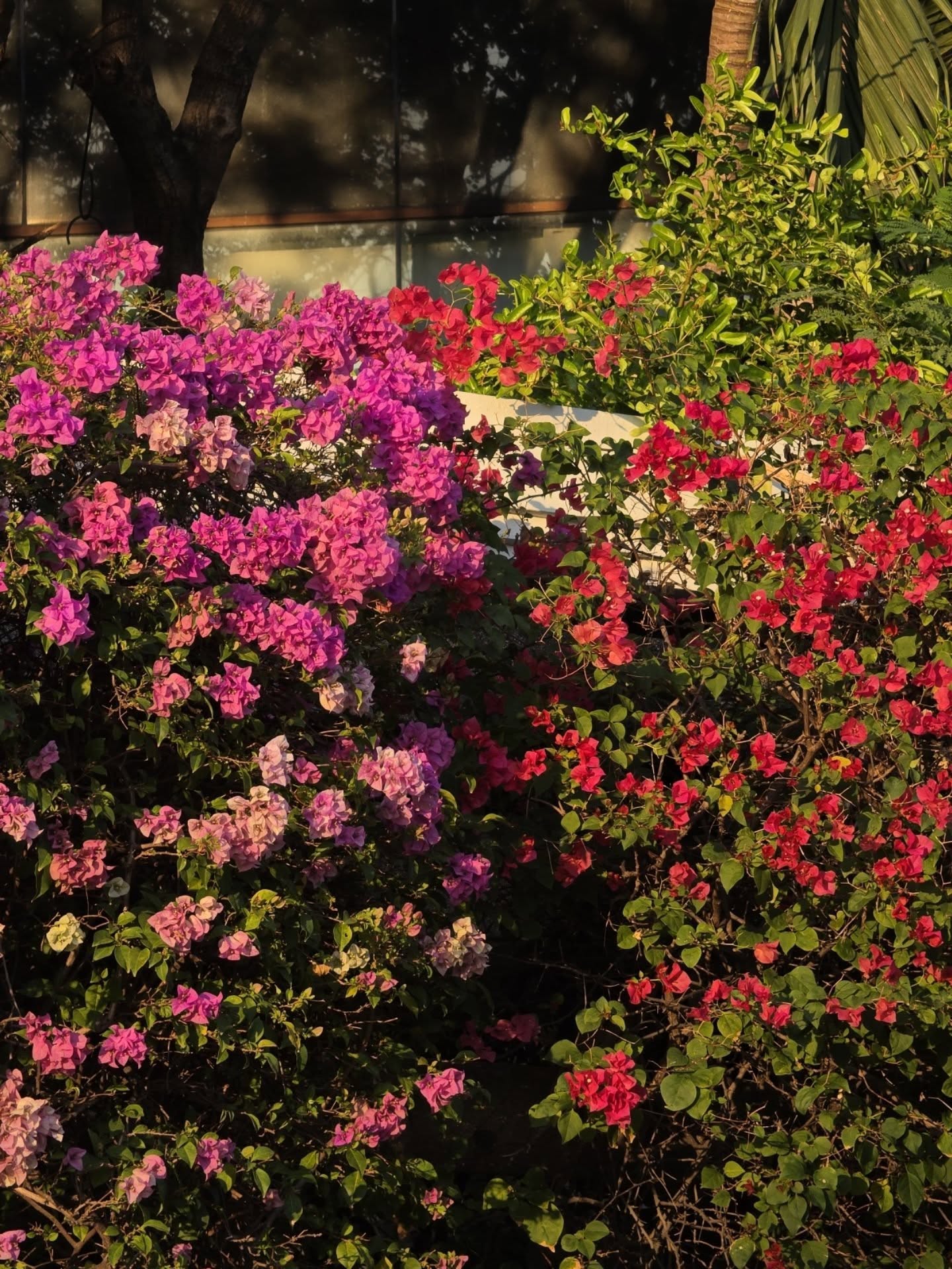 เต - ตะวัน วิหครัตน์