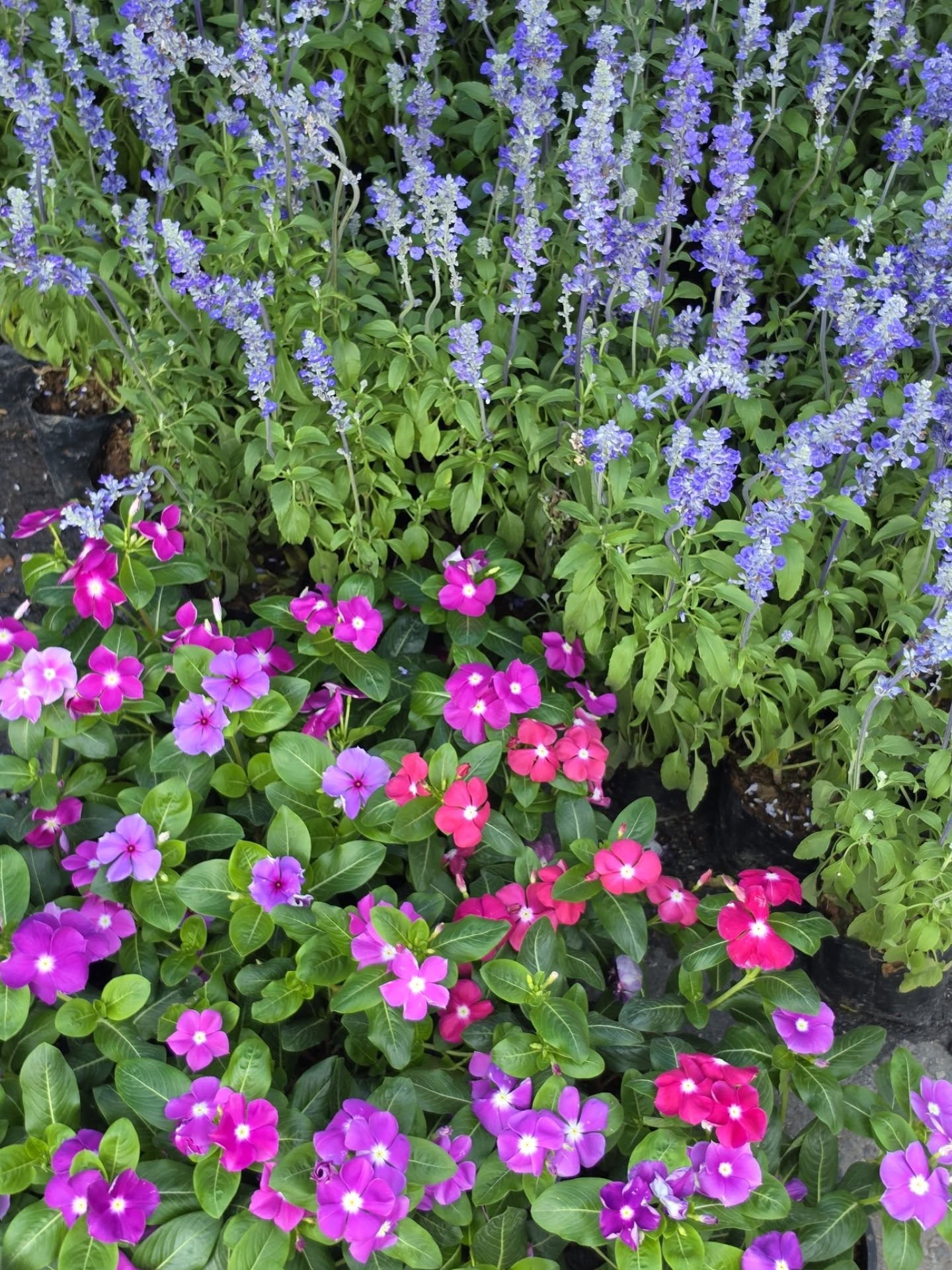 เต - ตะวัน วิหครัตน์