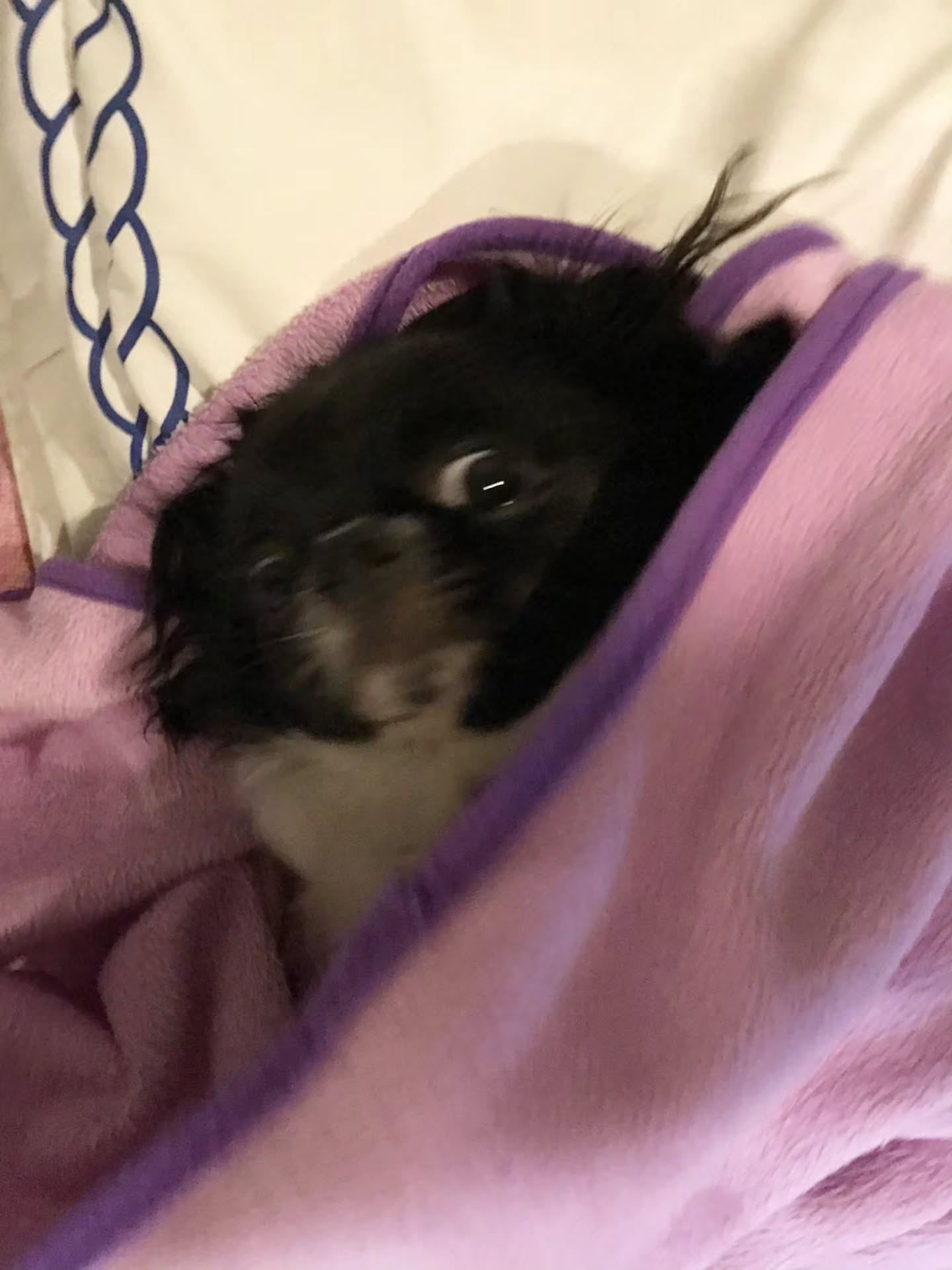 เต - ตะวัน วิหครัตน์