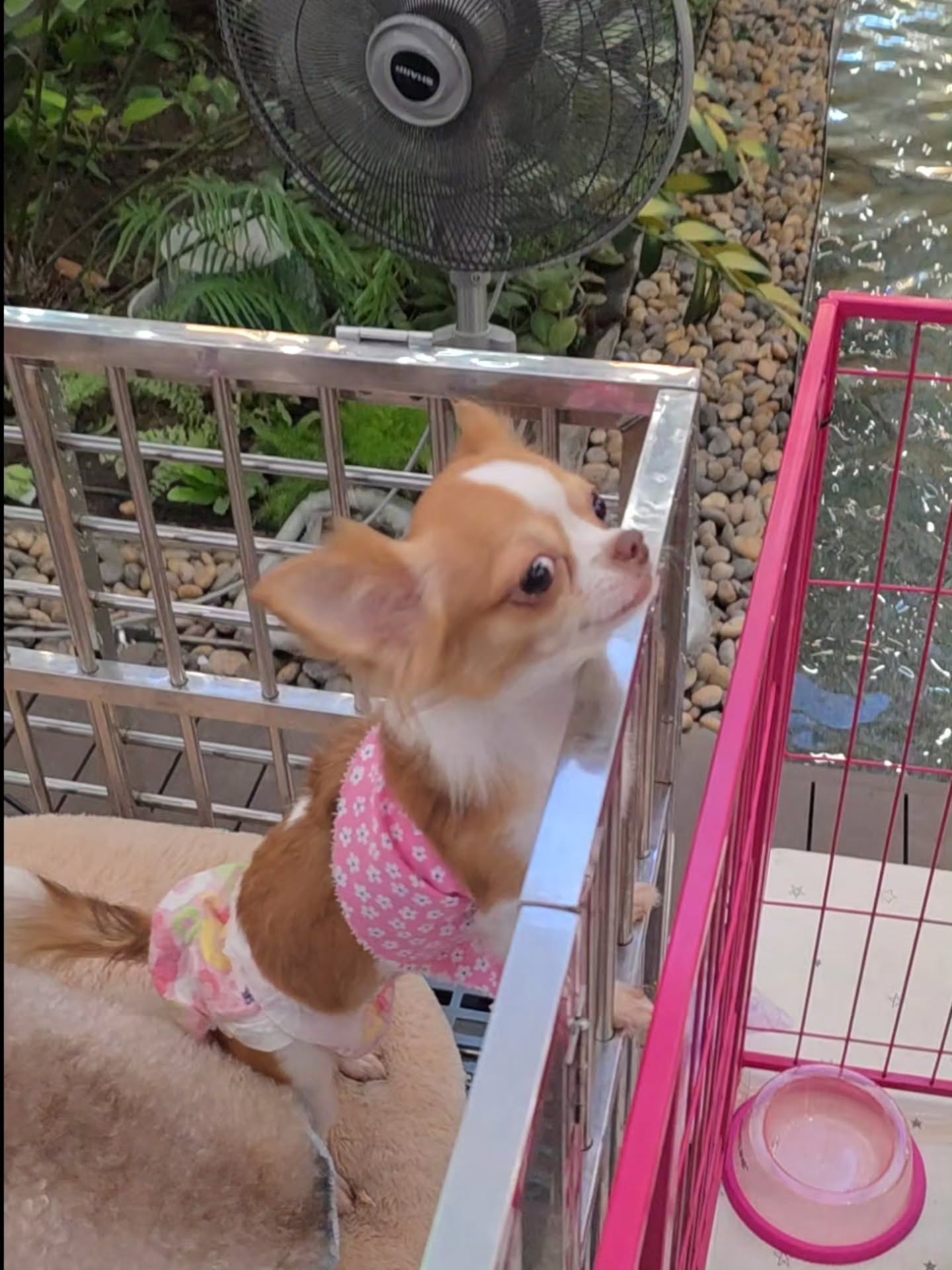 เต - ตะวัน วิหครัตน์